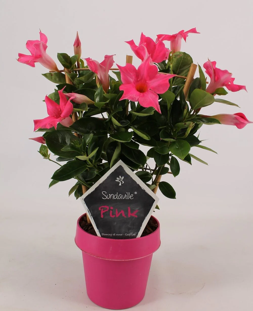 Sundaville – Dipladenia roz Classic Pink H40 cm (flori parfumate)