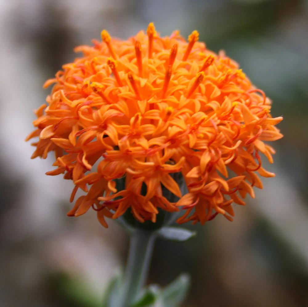 Senecio cephalophoris Mountain Fire – Kleinia cephalophora (neinflorita)