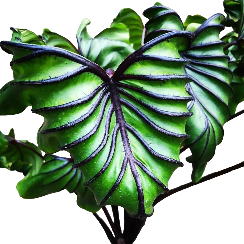 Colocasia esculenta 'Pharaohs Mask’® (2 plante/ghiveci)