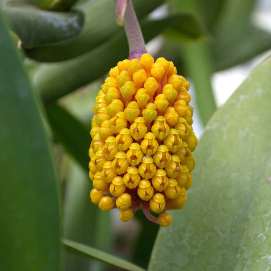 Robiquetia cerina 'Yellow Pineapple’