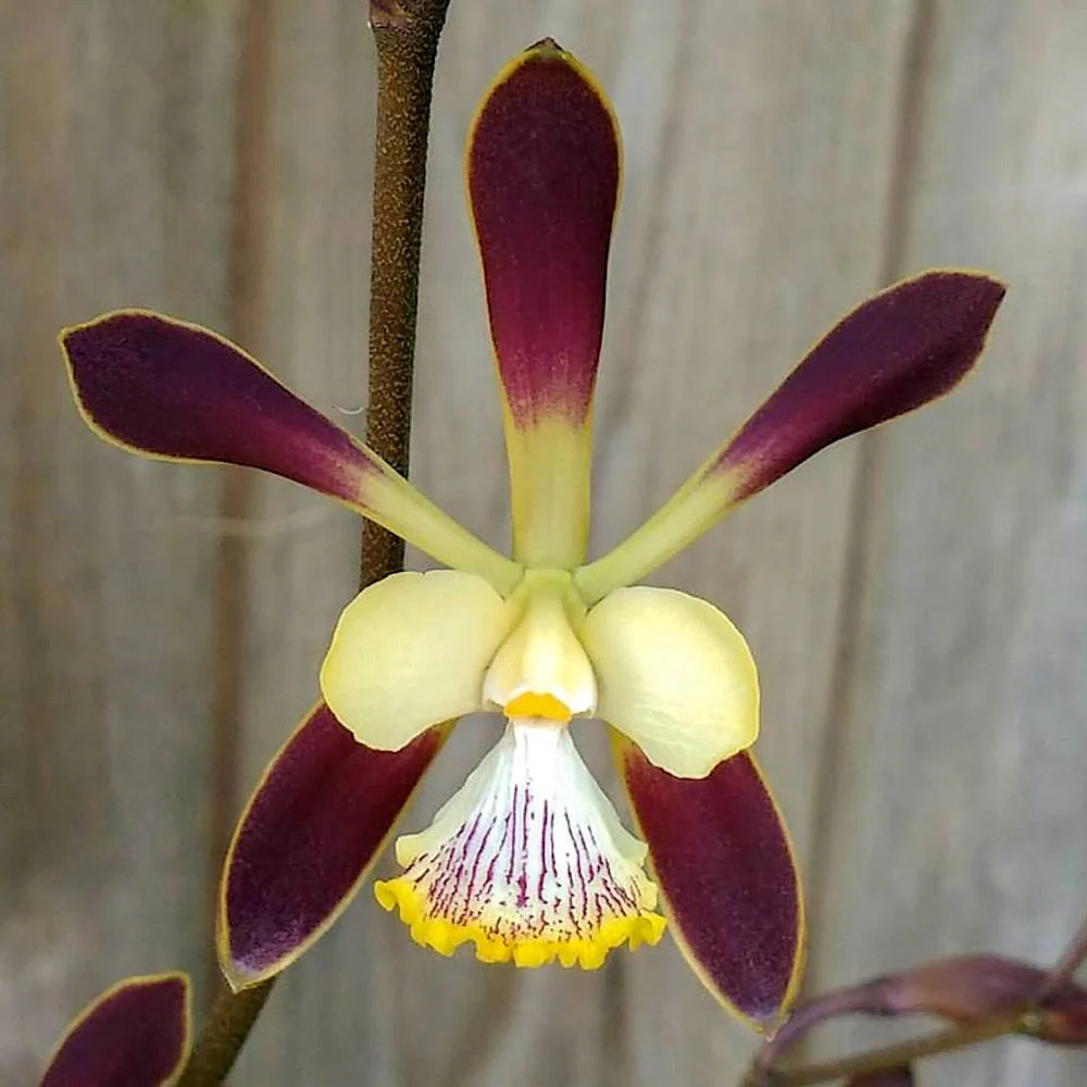 Encyclia alata – parfumata