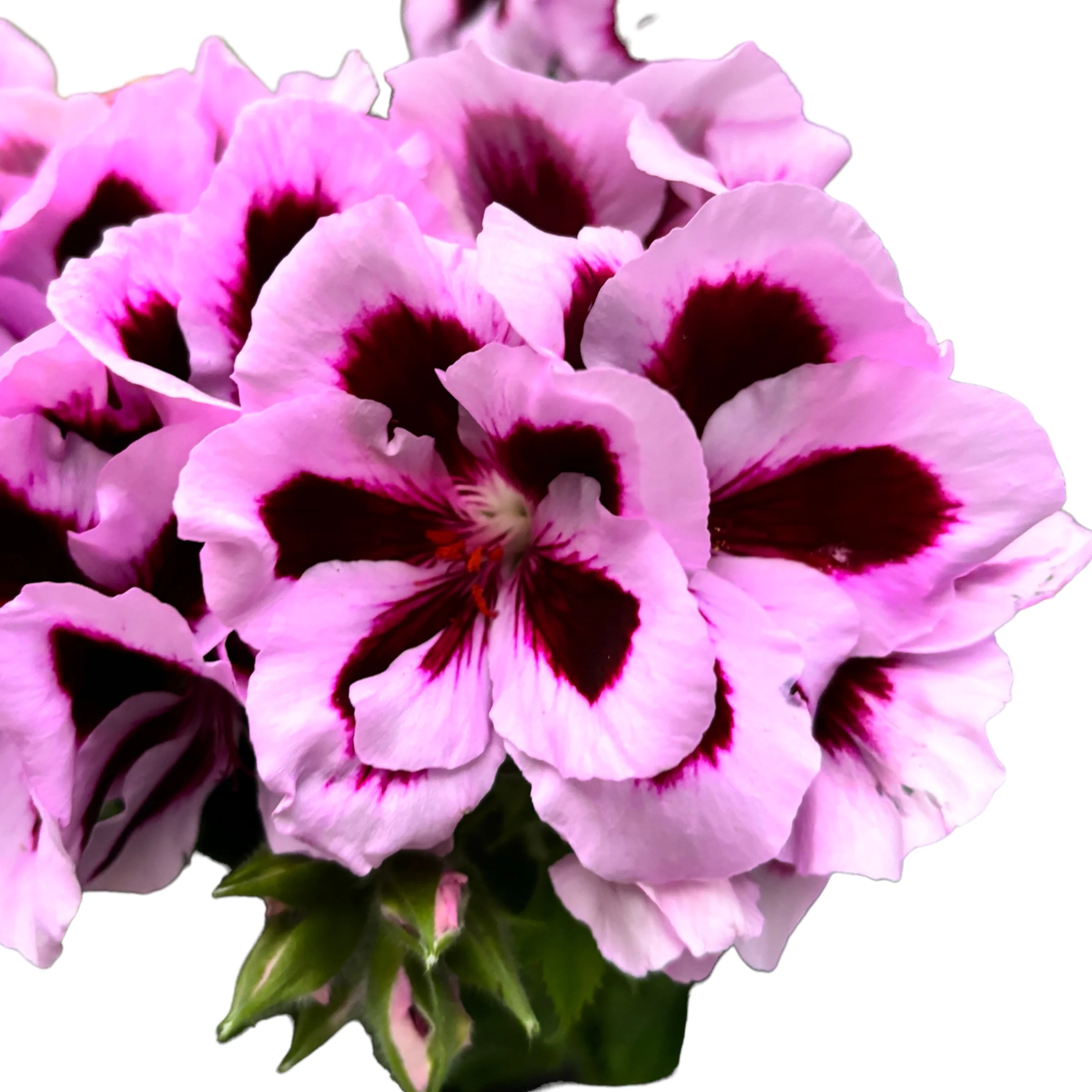 Pelargonium grandiflorum Patricia – muscate englezesti