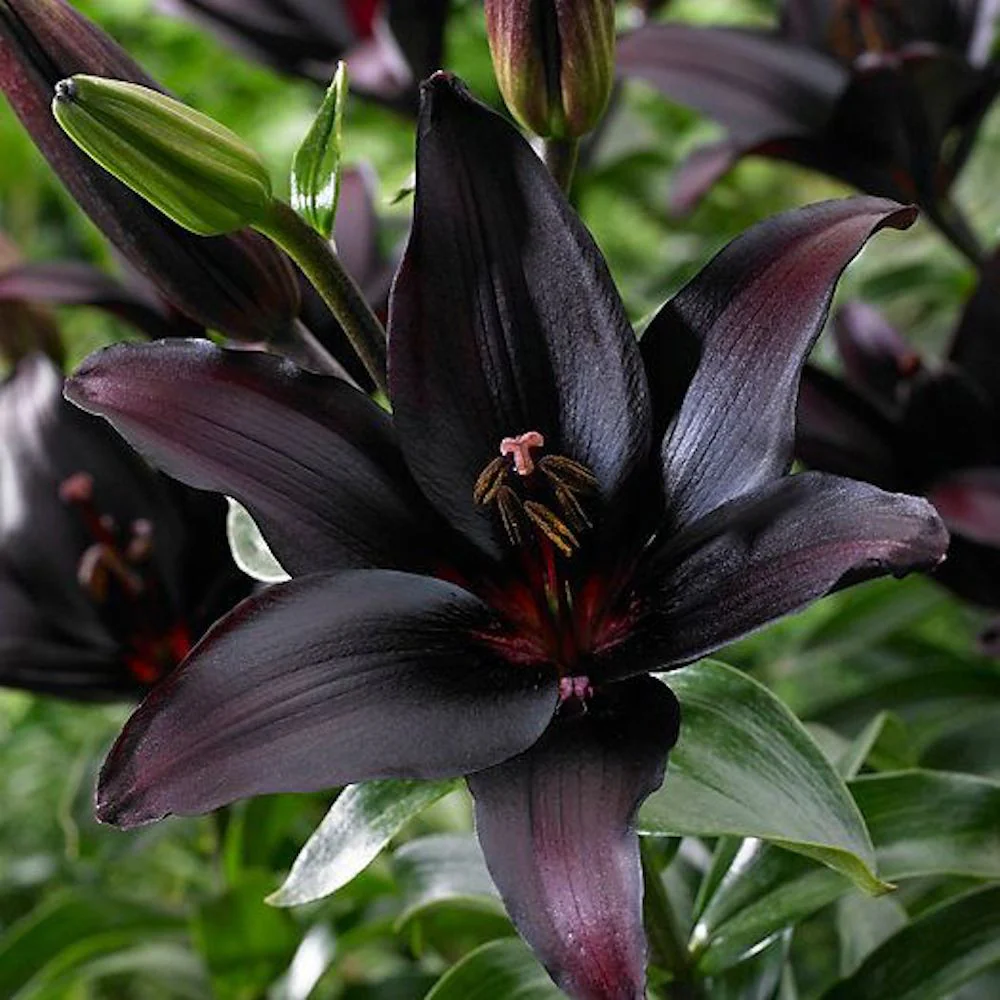 Bulbi de crini asiatici Lilium Landini (2 bulbi)