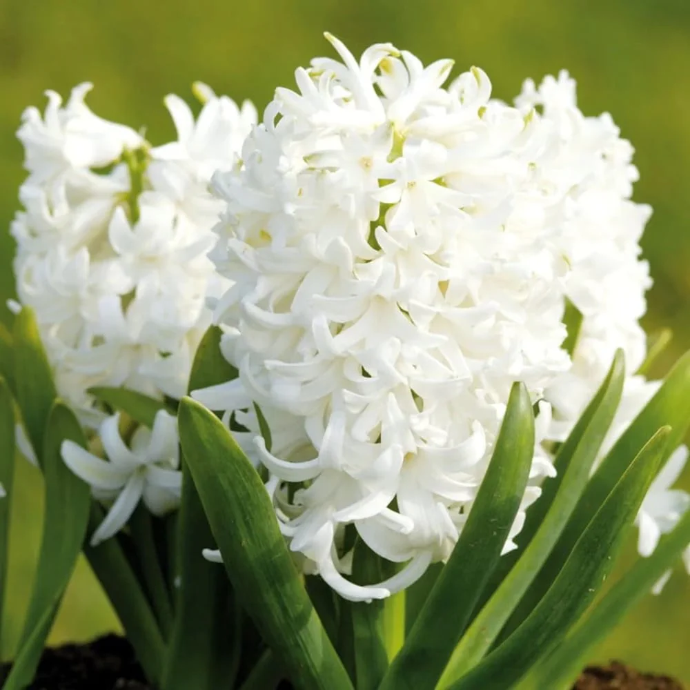 Zambile albe – Hyacinthus orientalis 'Pearl White’ D12