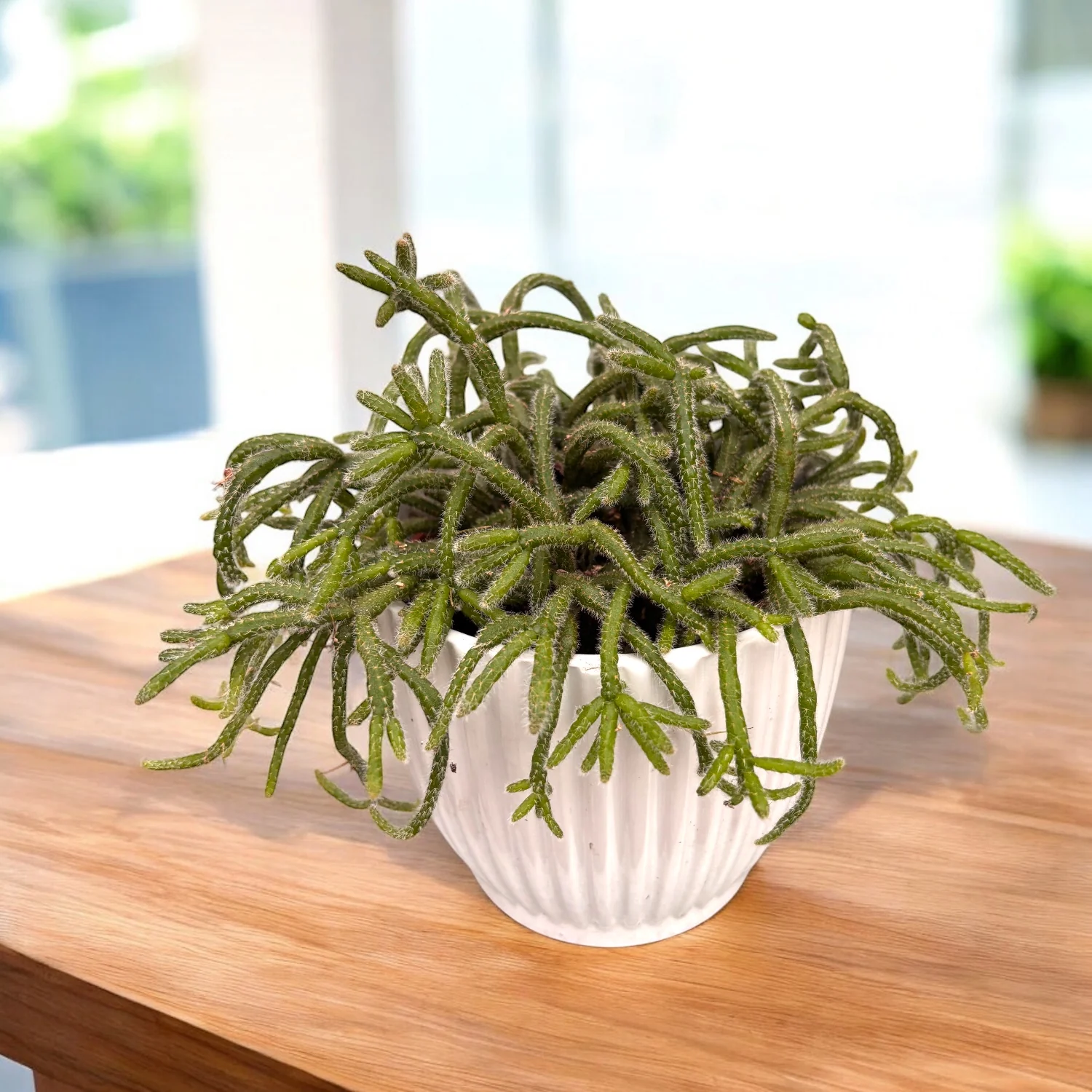 Rhipsalis baccifera subsp. horrida