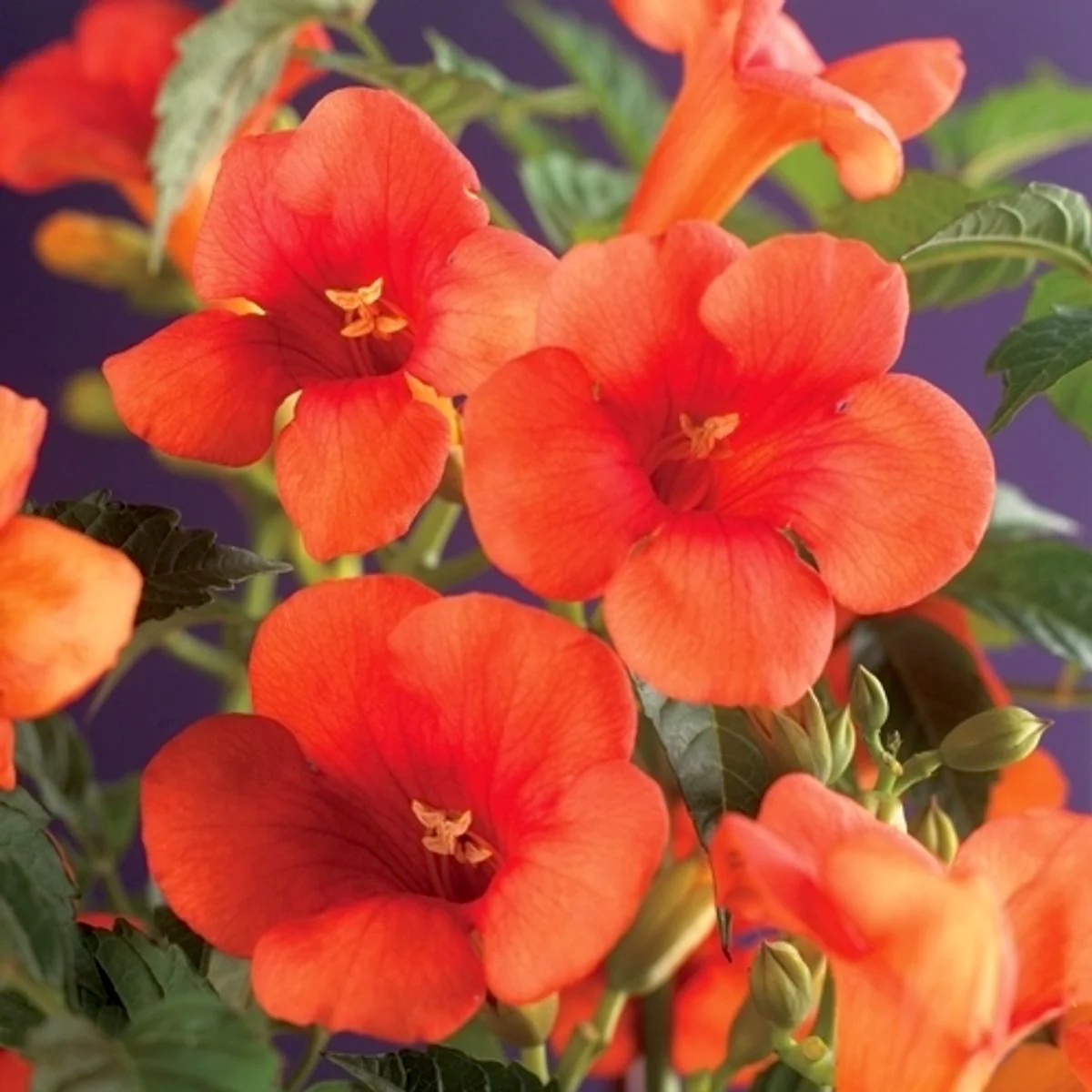 Campsis radicans (orange-red) – Luleaua turcului