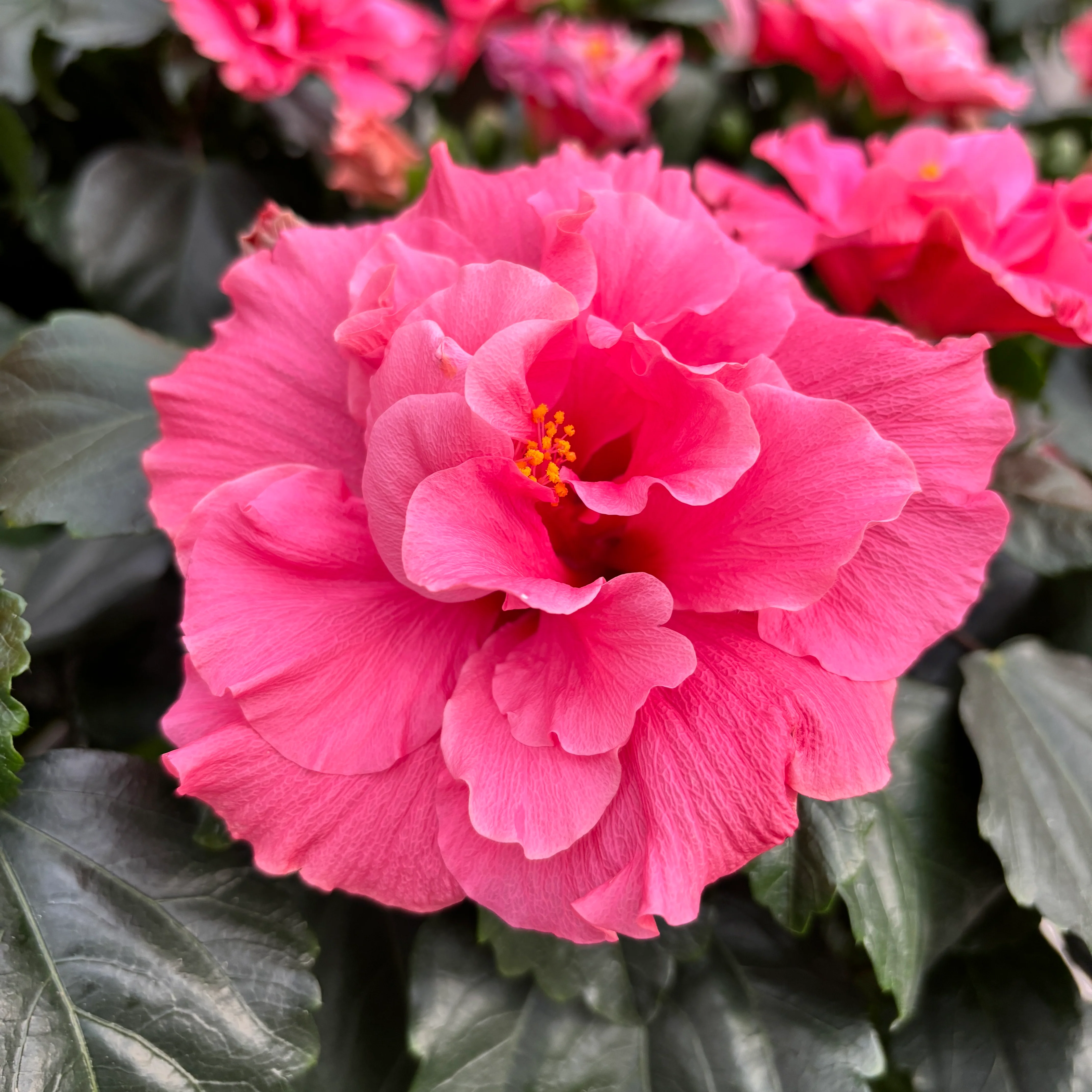 Hibiscus Adonicus 'Double Pink’- flori duble XL (2 plante/ghiveci)