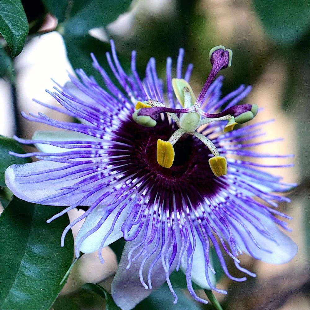 Passiflora caerulea 'Purple Haze’ – floarea pasiunii