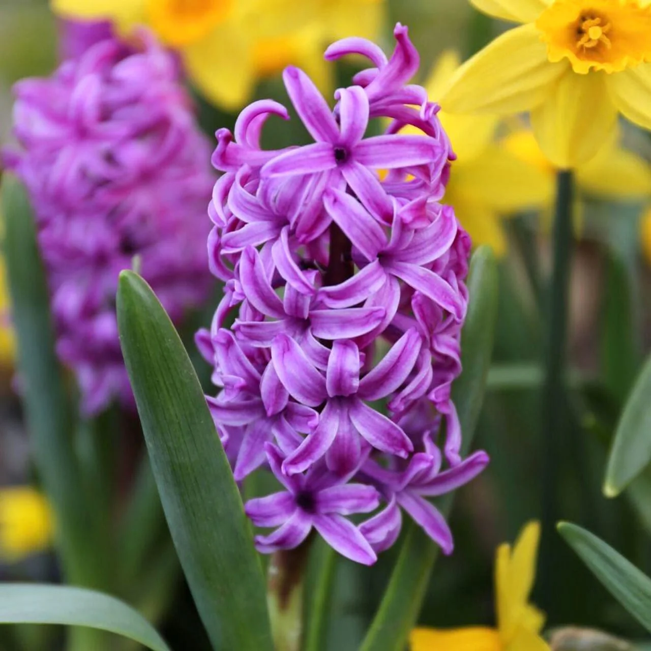 Zambile mov – Hyacinthus orientalis 'Purple Sensation’ D7