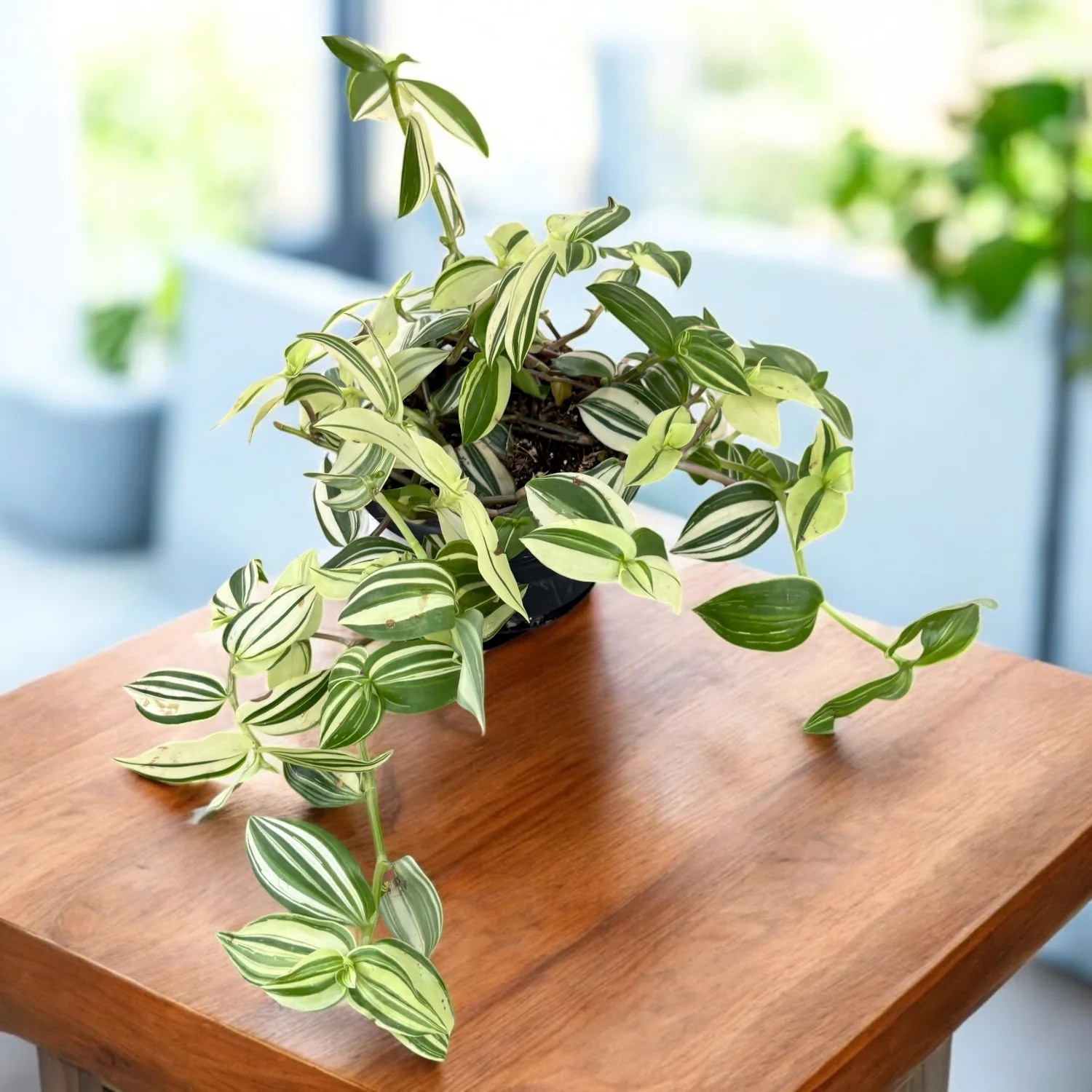 Tradescantia ‘Yellow Hill’ – contrast exotic intre frunzisul auriu si nervurile verzi