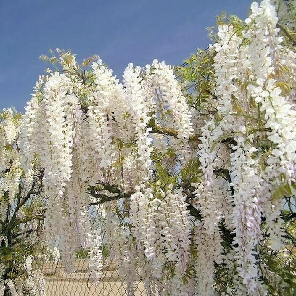 Glicina americana alba – Wisteria macrostachya 'Clara Mack’ (flori parfumate)