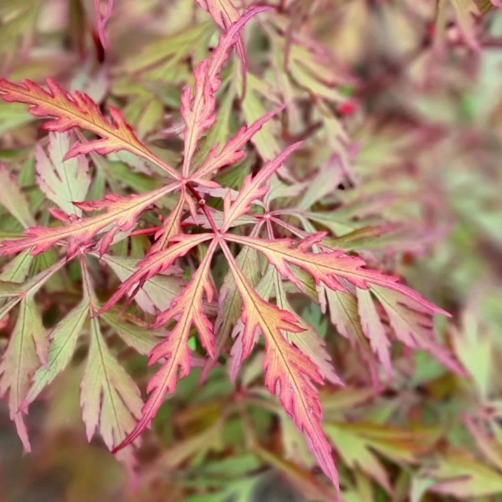 Acer palmatum 'Royal Garnet’ (artar japonez)