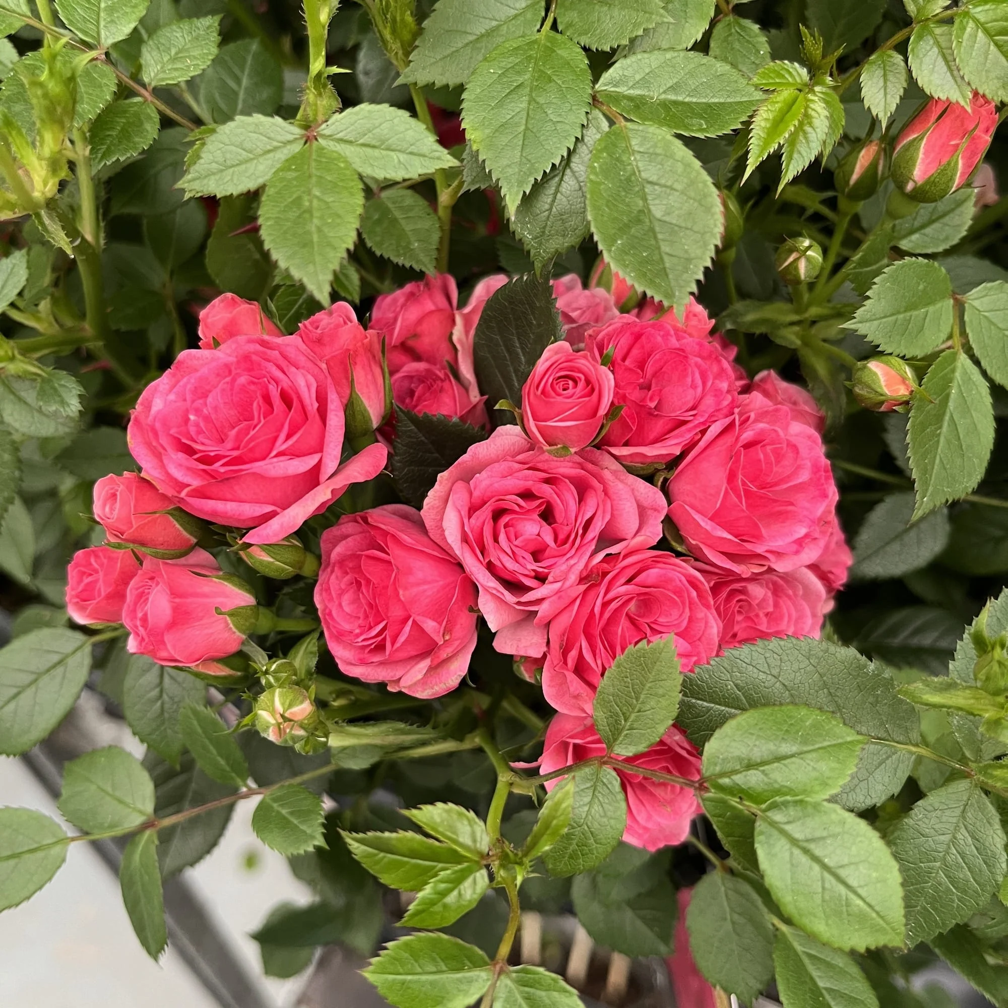 Rosa ‘Royal Pink’® – Trandafir floribunda, abundenta de flori roz