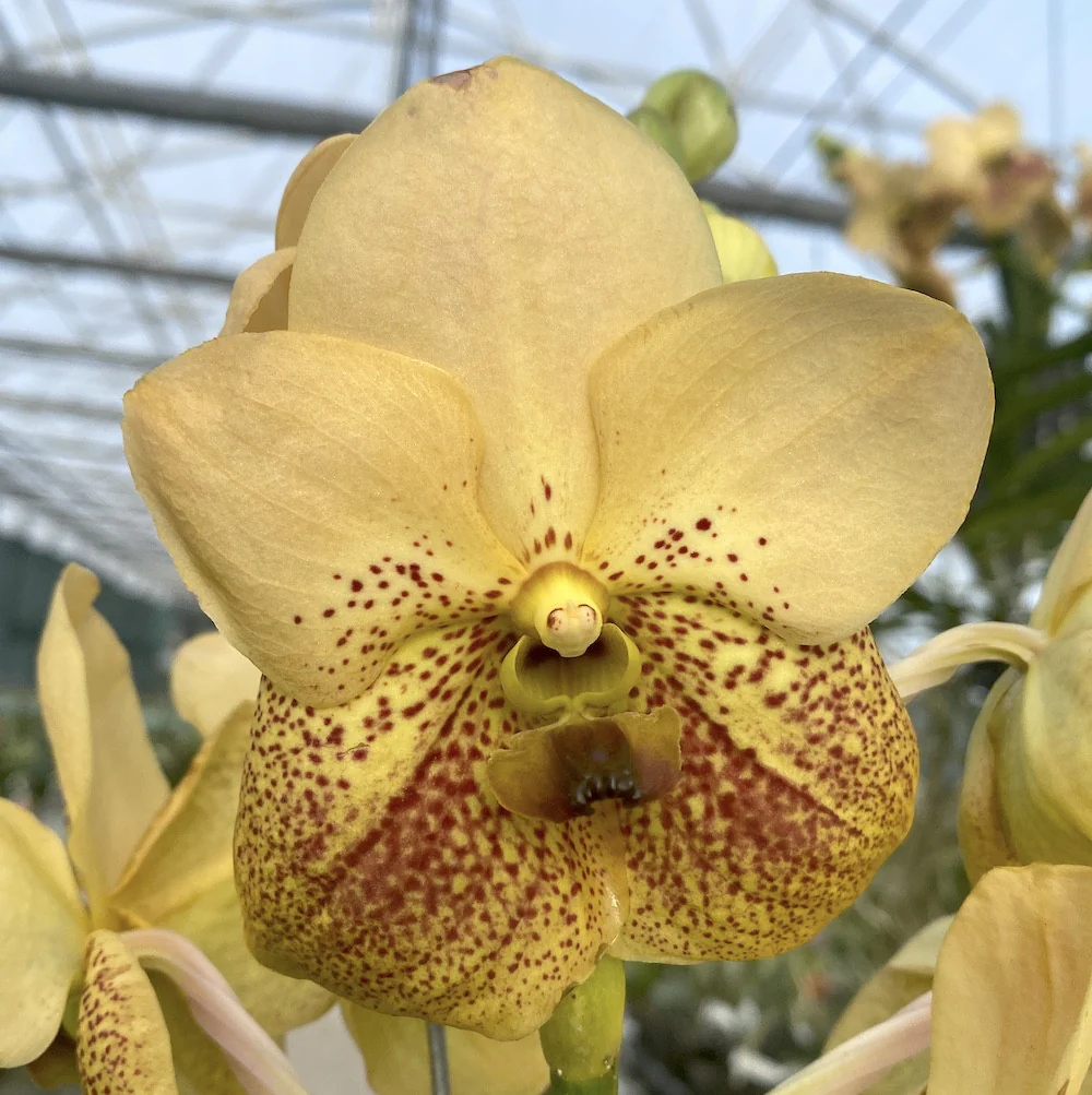 Vanda Two Tone Yellow (Ansu)