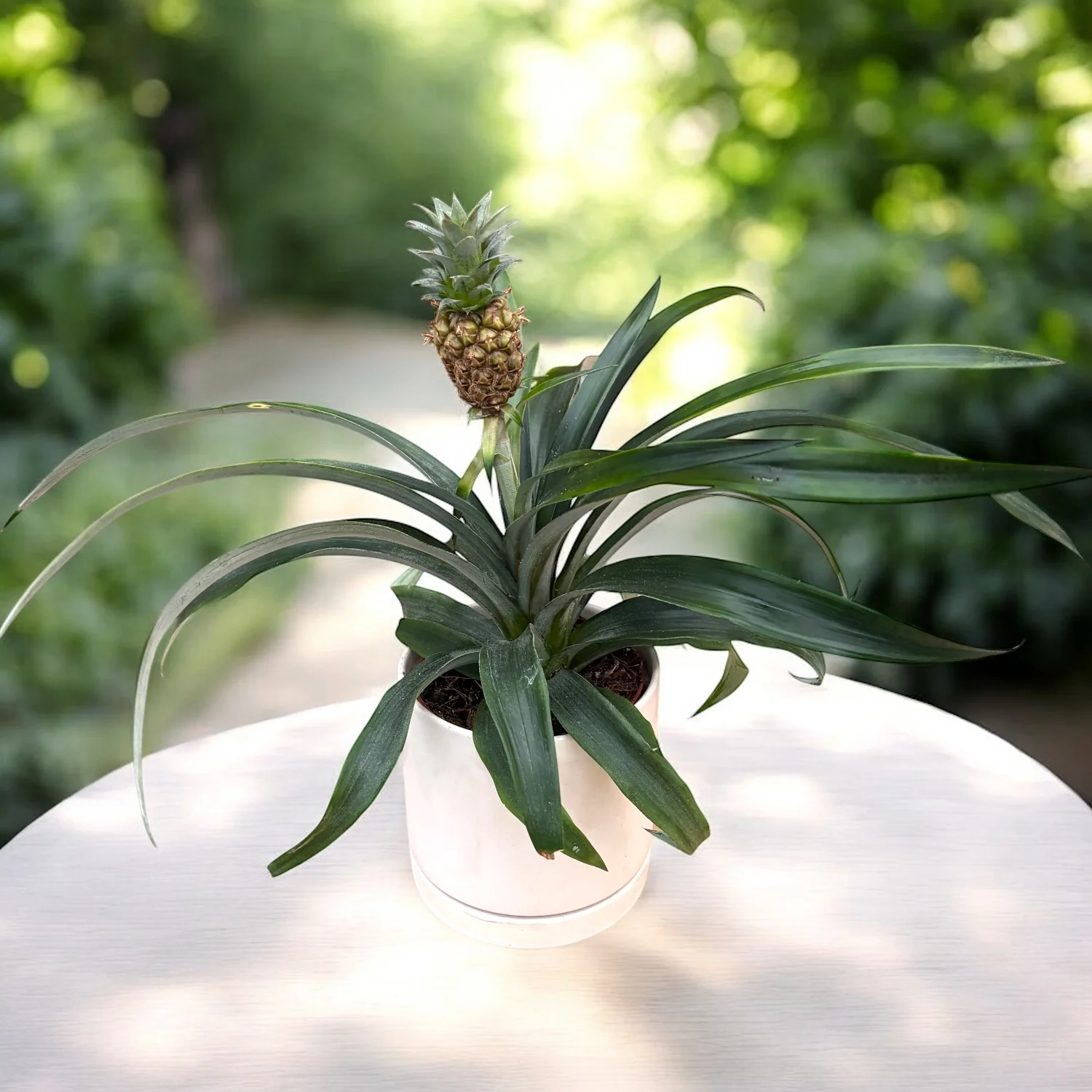 Ananas ‘Champaca’ – ananas ornamental decorativ, cu fruct exotic si frunzis tropical