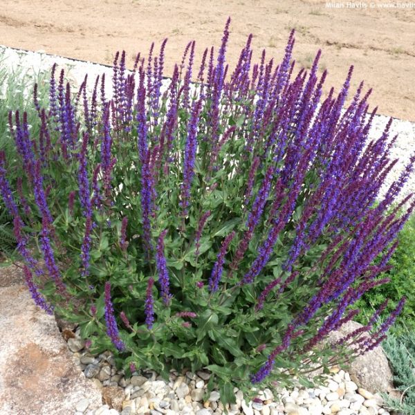 Salvia nemorosa 'Ostfriesland’ – Salvia ‘Ostfriesland’ – salvie perena cu inflorire bogata