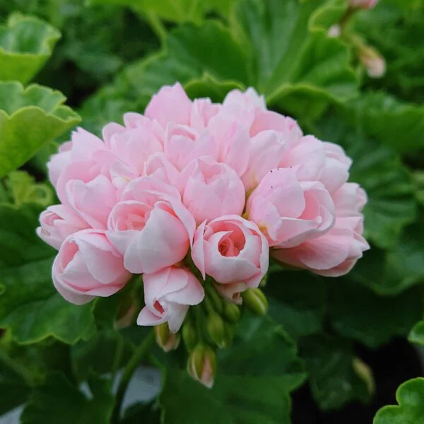 Muscata trandafir – Pelargonium Royal Rosebud 'Emma’