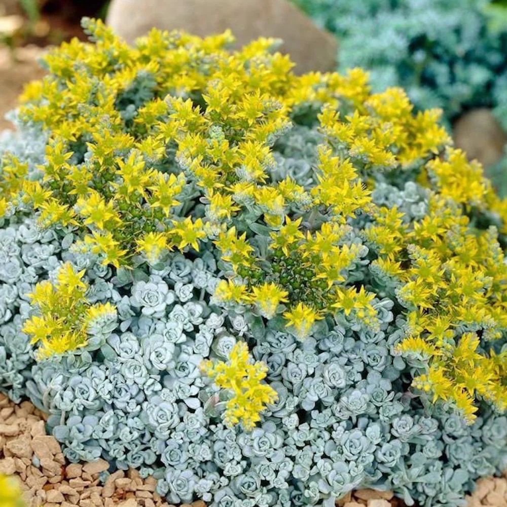 Sedum spathulifolium 'Cape Blanco’
