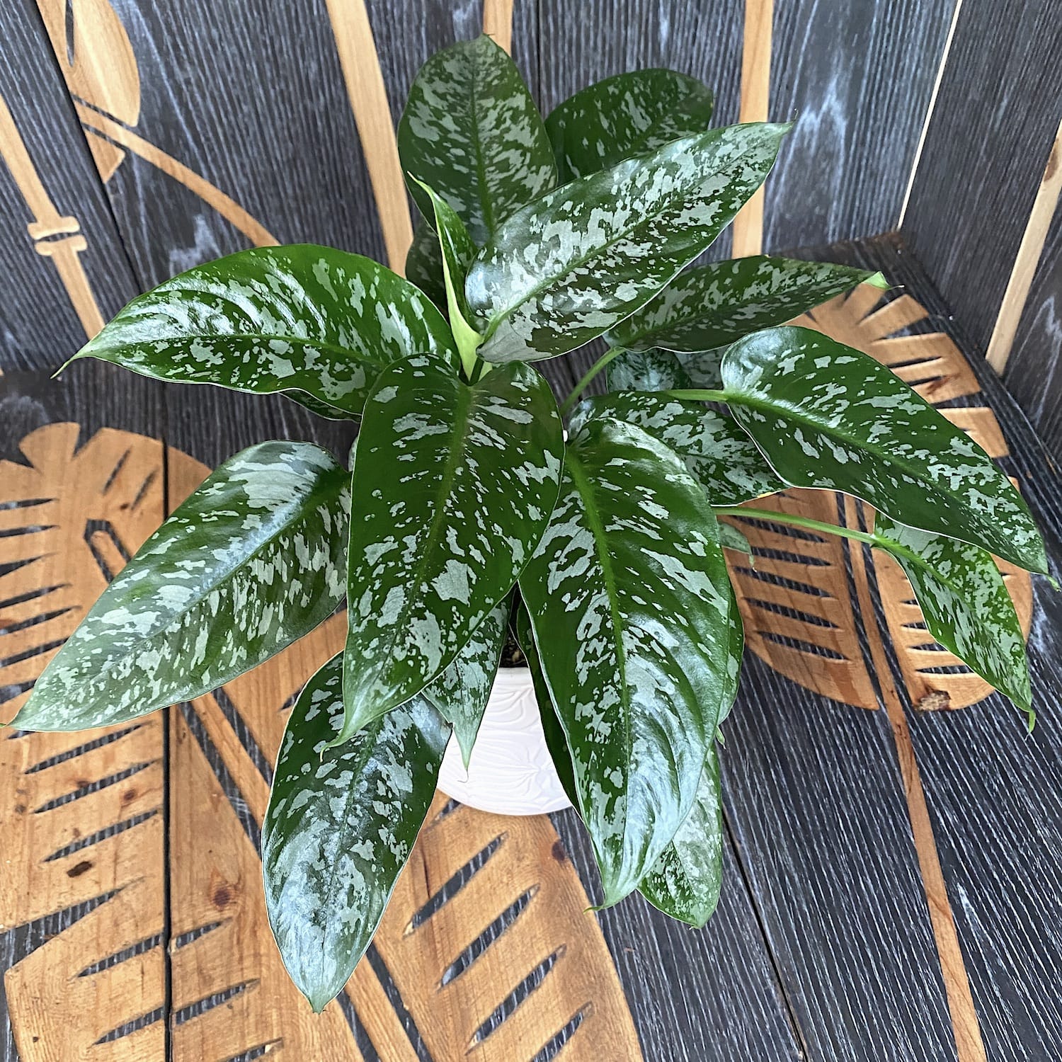 Schismatoglottis Motleyana (minim 3 plante/ghiveci)