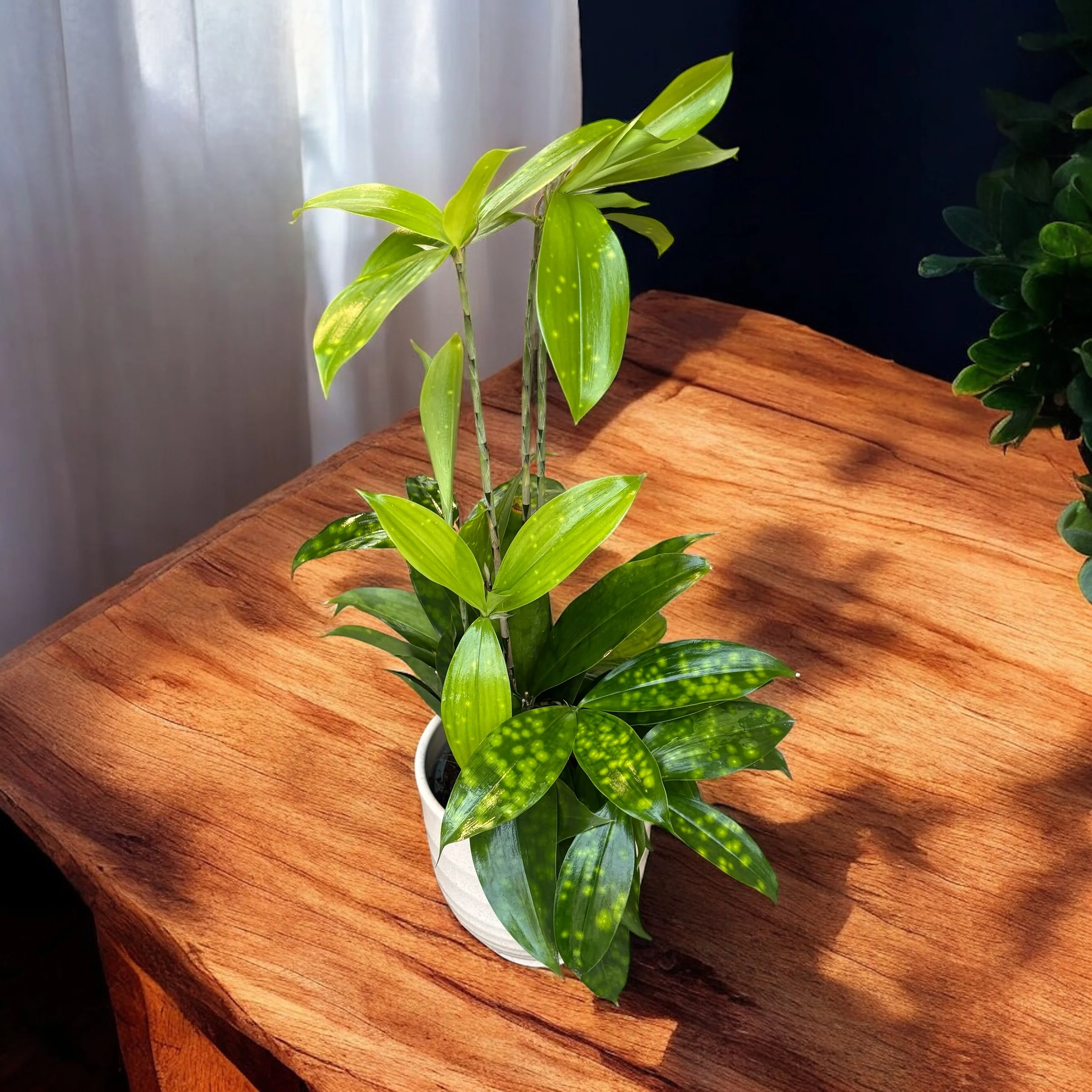 Dracaena surculosa 'Lindl’