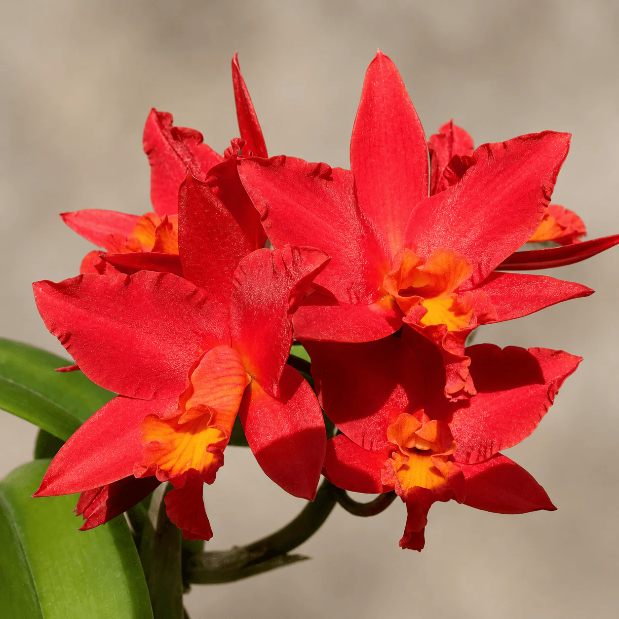 Rth. Shinfong Dawn (C. Koolau Seagulls x Rth. Love Passion)
