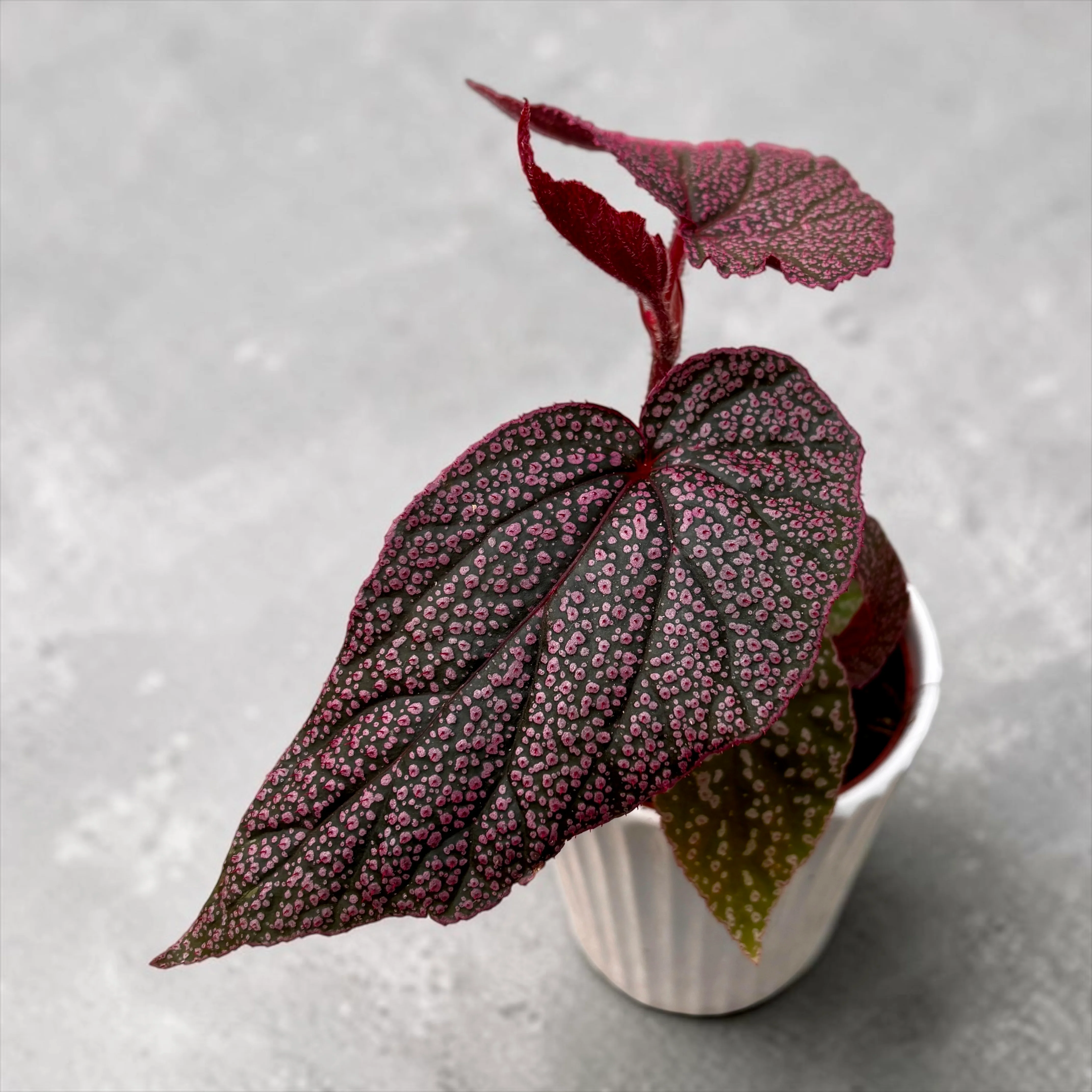 Begonia 'Maurice Amey’