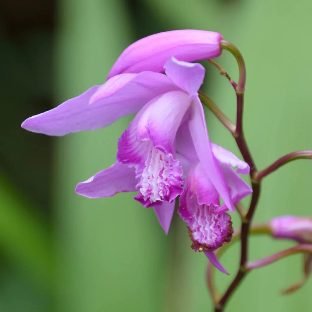 Orhidee de gradina – Bletilla striata (Purple)