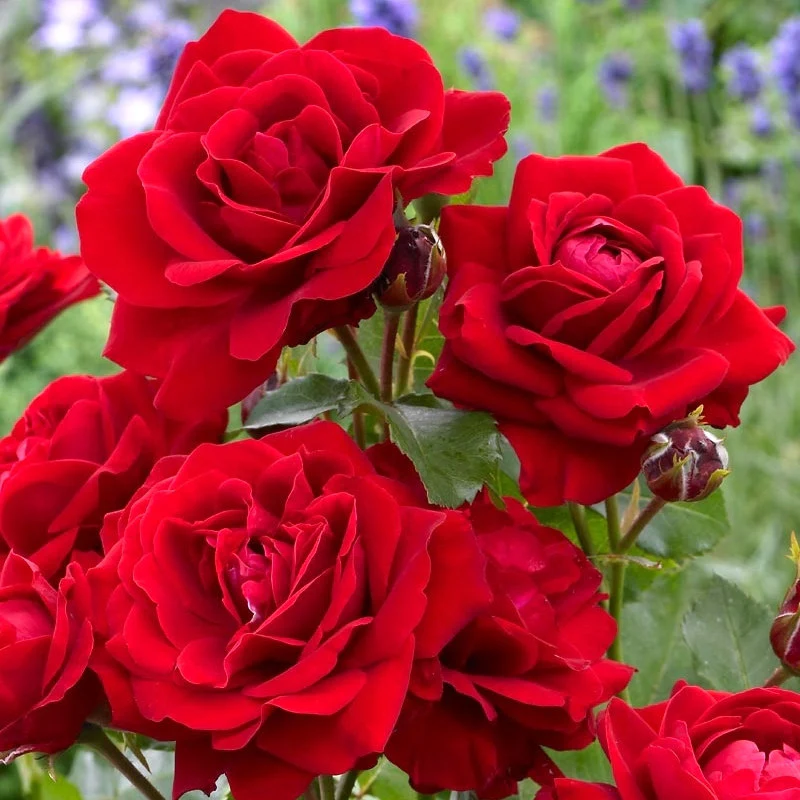 Rosa ‘Nina Weibull’® – Trandafir floribunda, parfumat