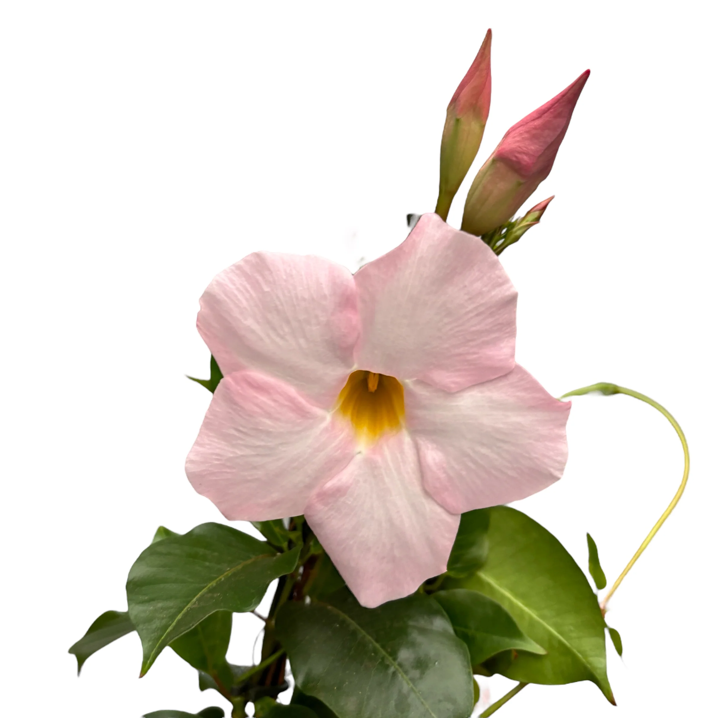 Mandevilla Cream Pink – Dipladenia (flori parfumate)