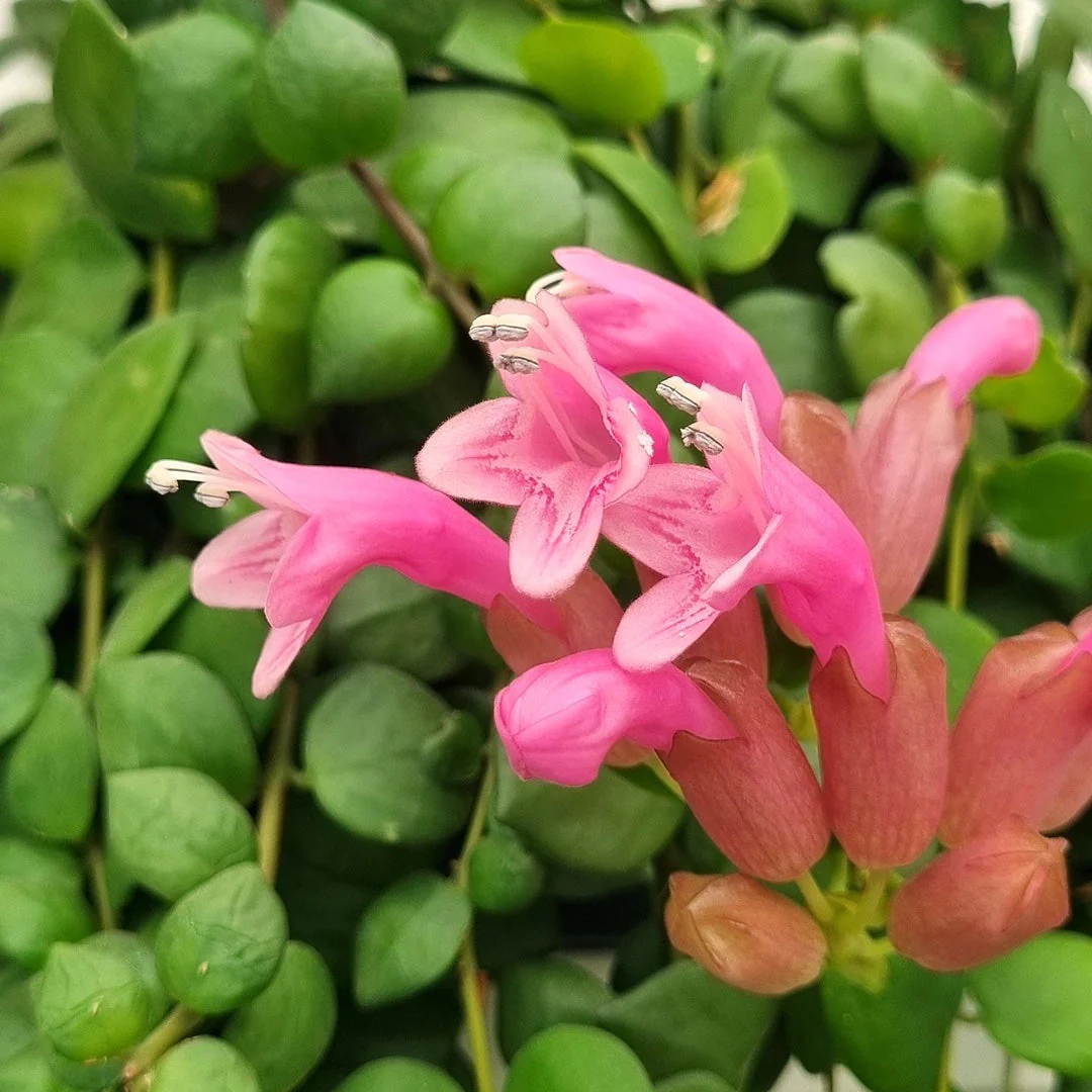 Aeschynanthus 'Pink Polka’ (Lipstick plant, Planta Ruj) exemplare XL