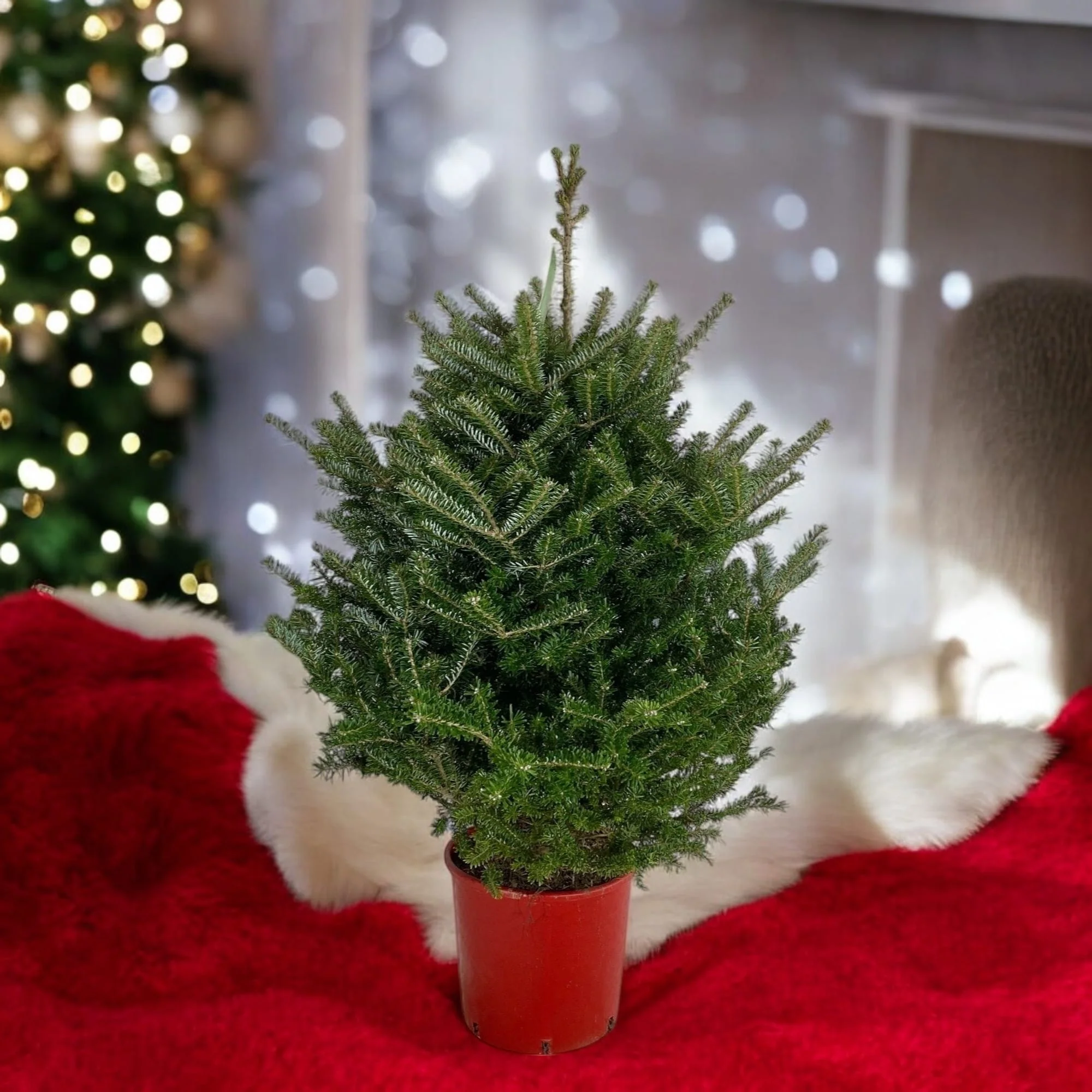 Brad nobil semi-argintiu – Abies koreana