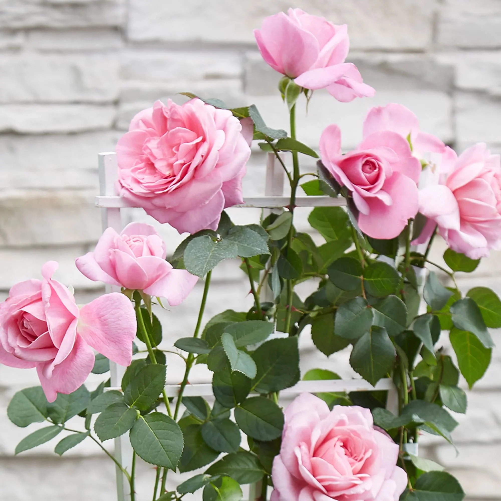 Rosa ‘Crazy in Love’® Pink – Trandafir floribunda roz, catarator, parfumat