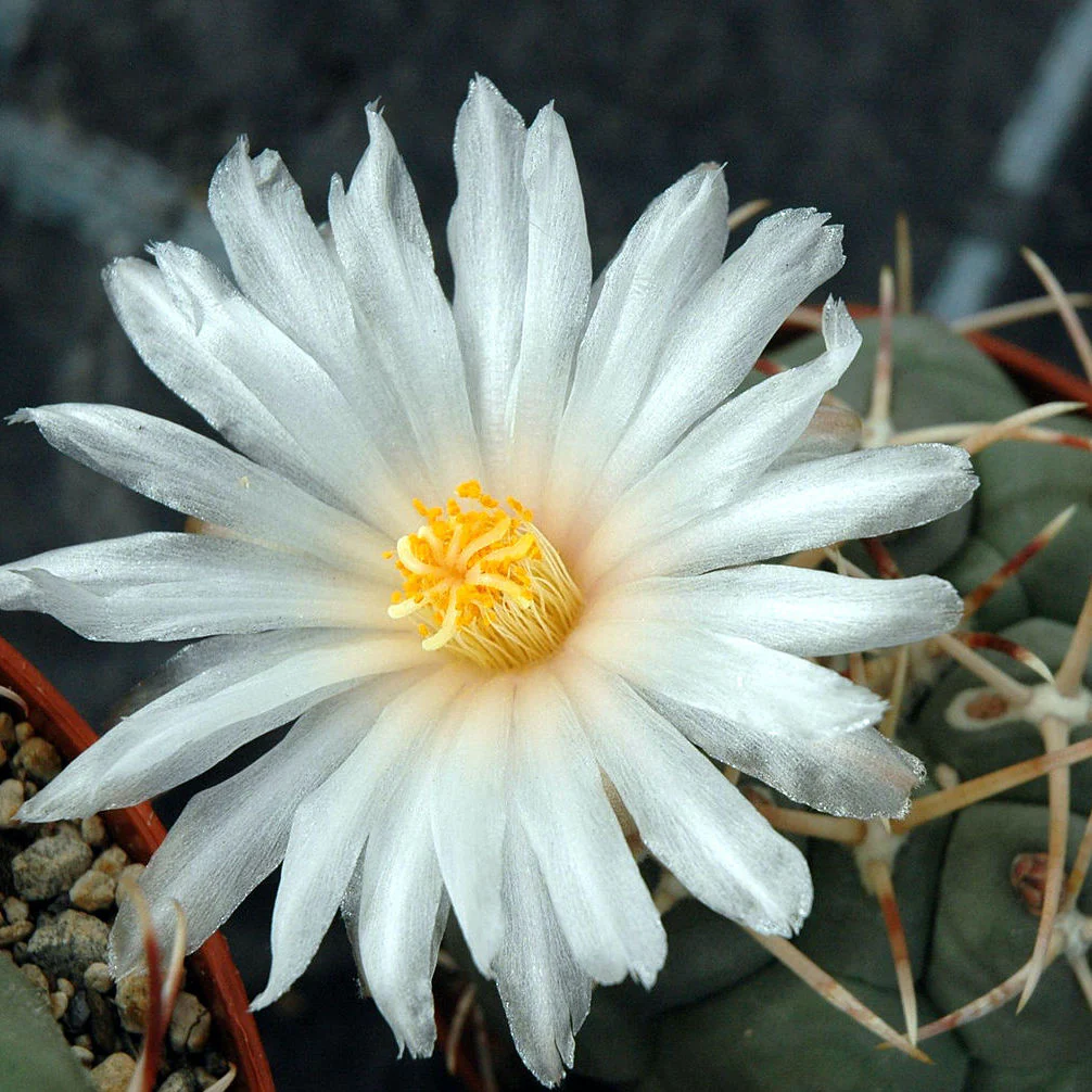 Thelocactus hexaedrophorus – flori spectaculoase