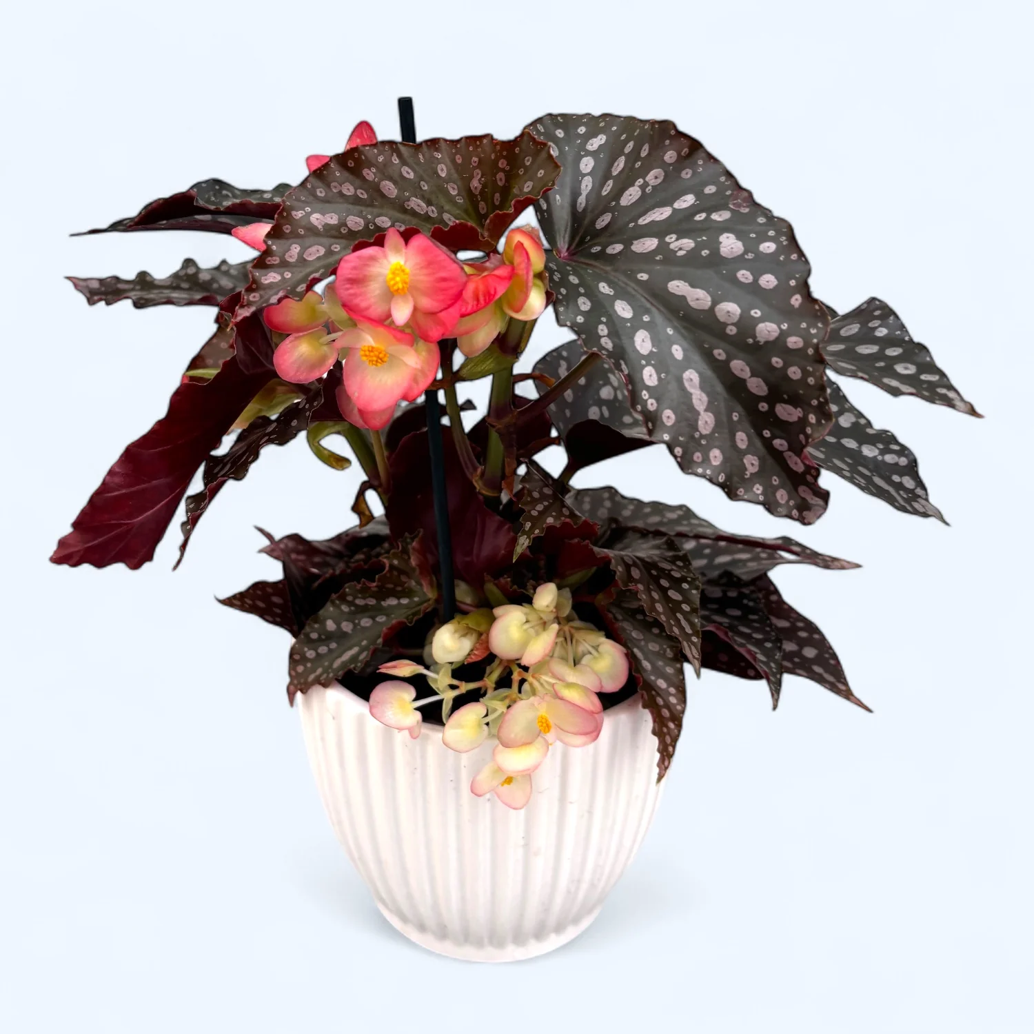 Begonia Momomayu – varietate spectaculoasa cu frunzis roz intens si reflexe metalice
