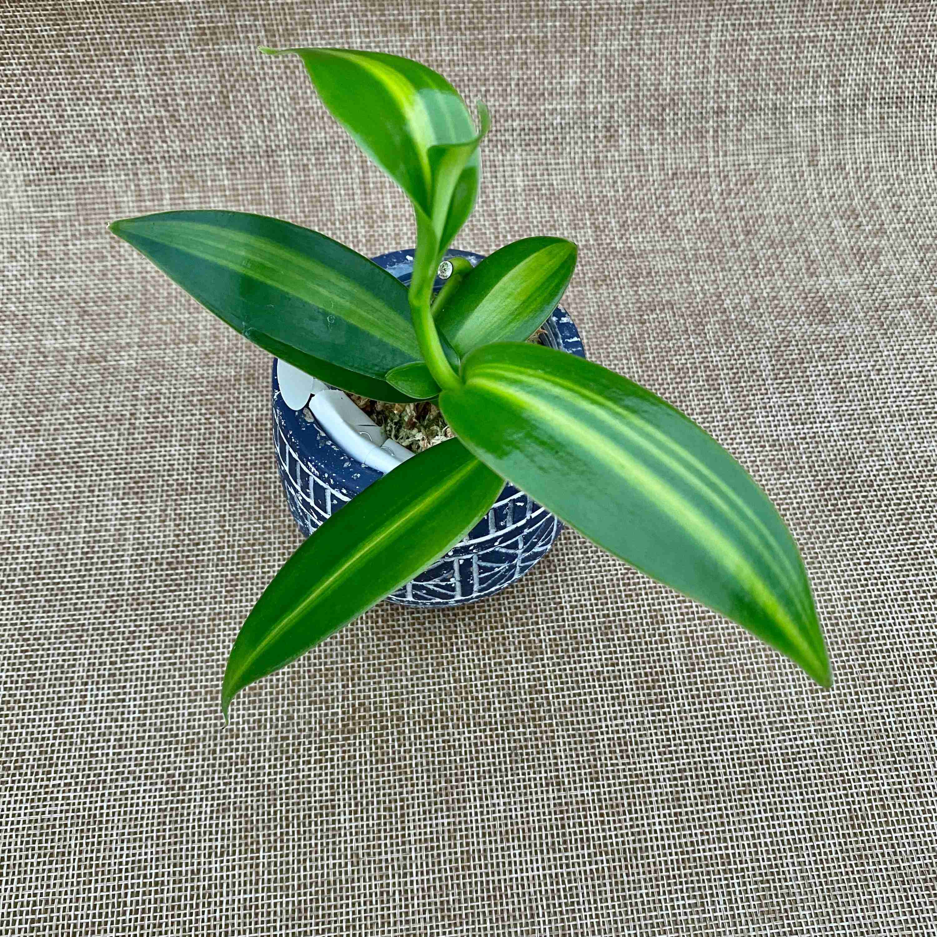 Vanilla planifolia 'Variegata’ – Orhideea de vanilie