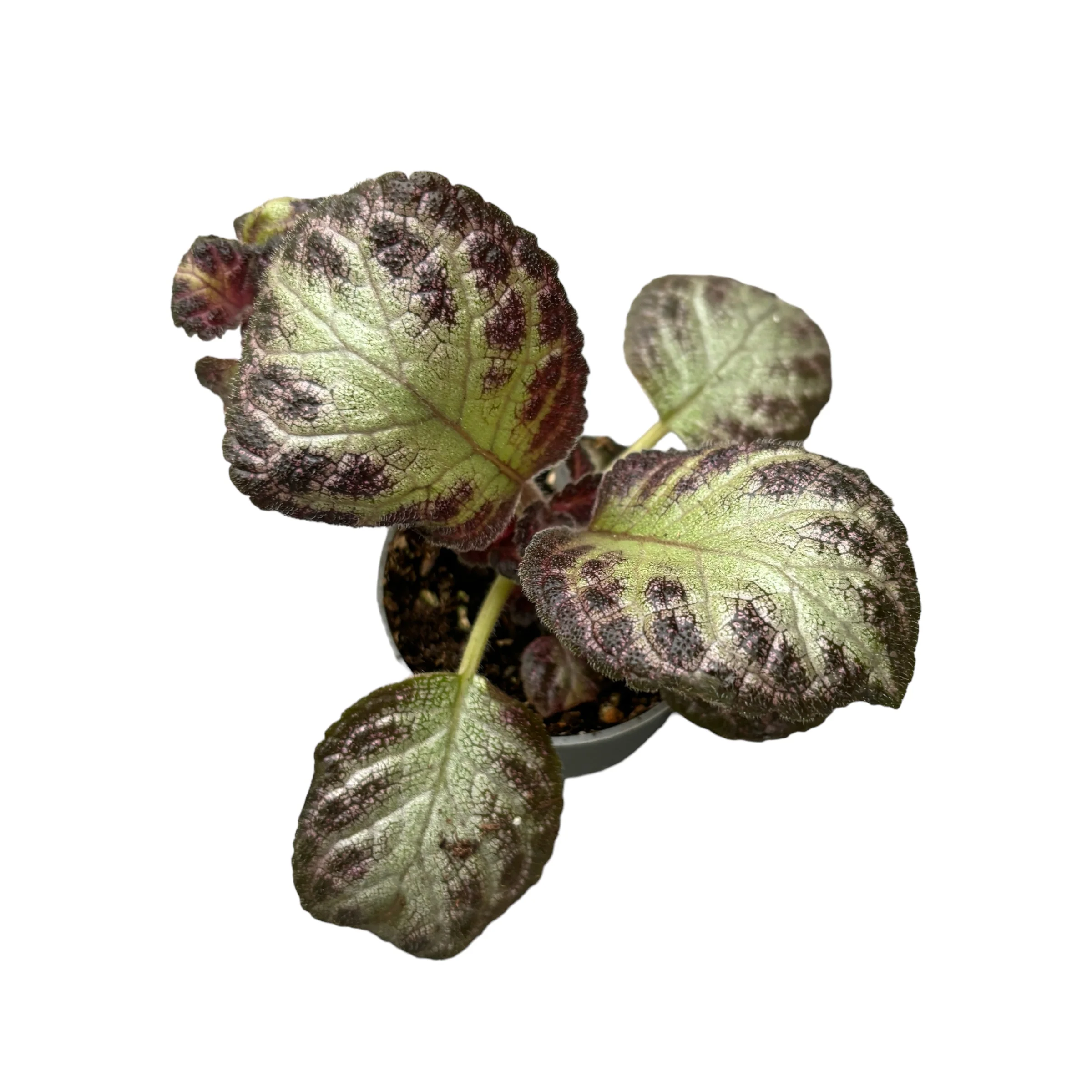 Episcia cupreata 'Acajou’ (babyplant)