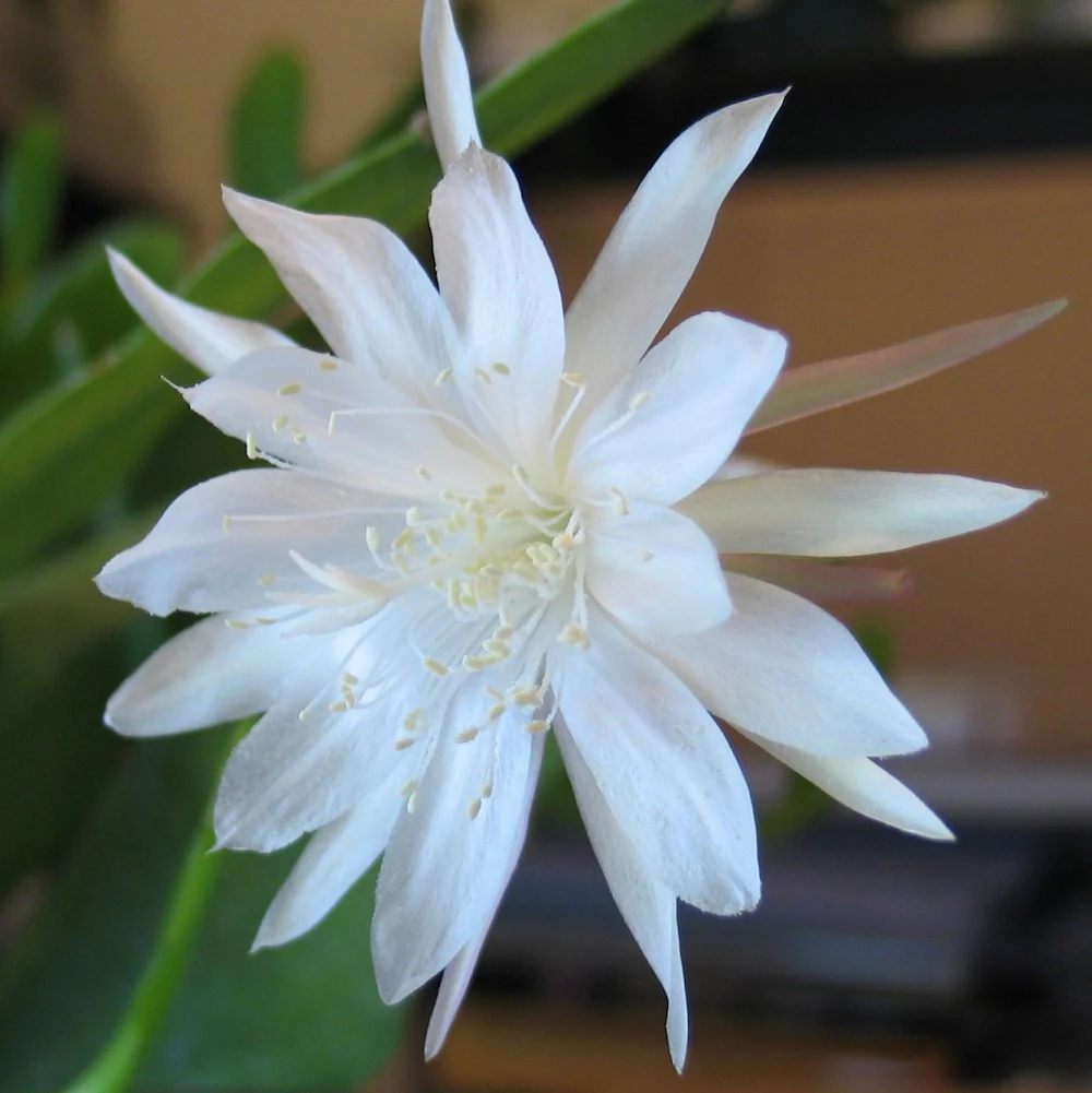 Cutting (butas) Epiphyllum pumilum