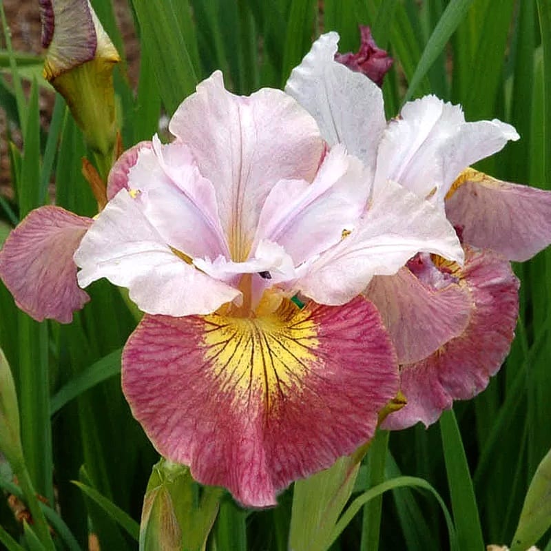 Bulbi Iris sibirica 'Sugar Rush’