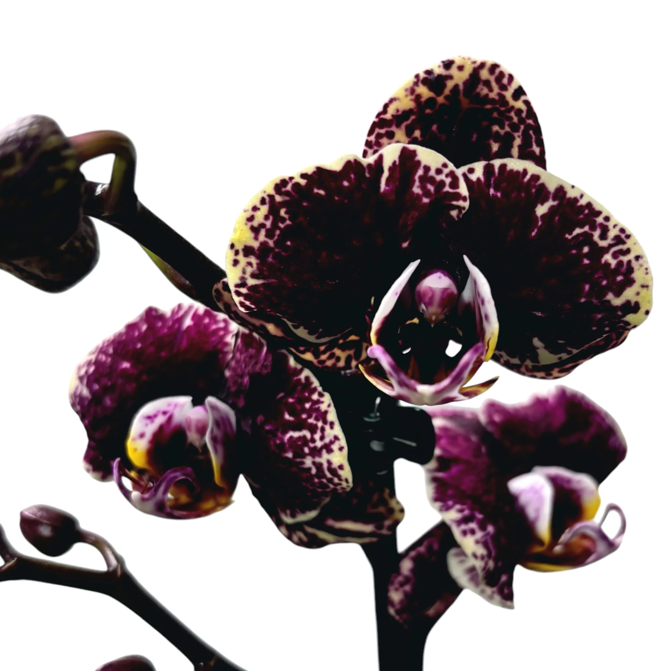 Phalaenopsis 'Limited #08′