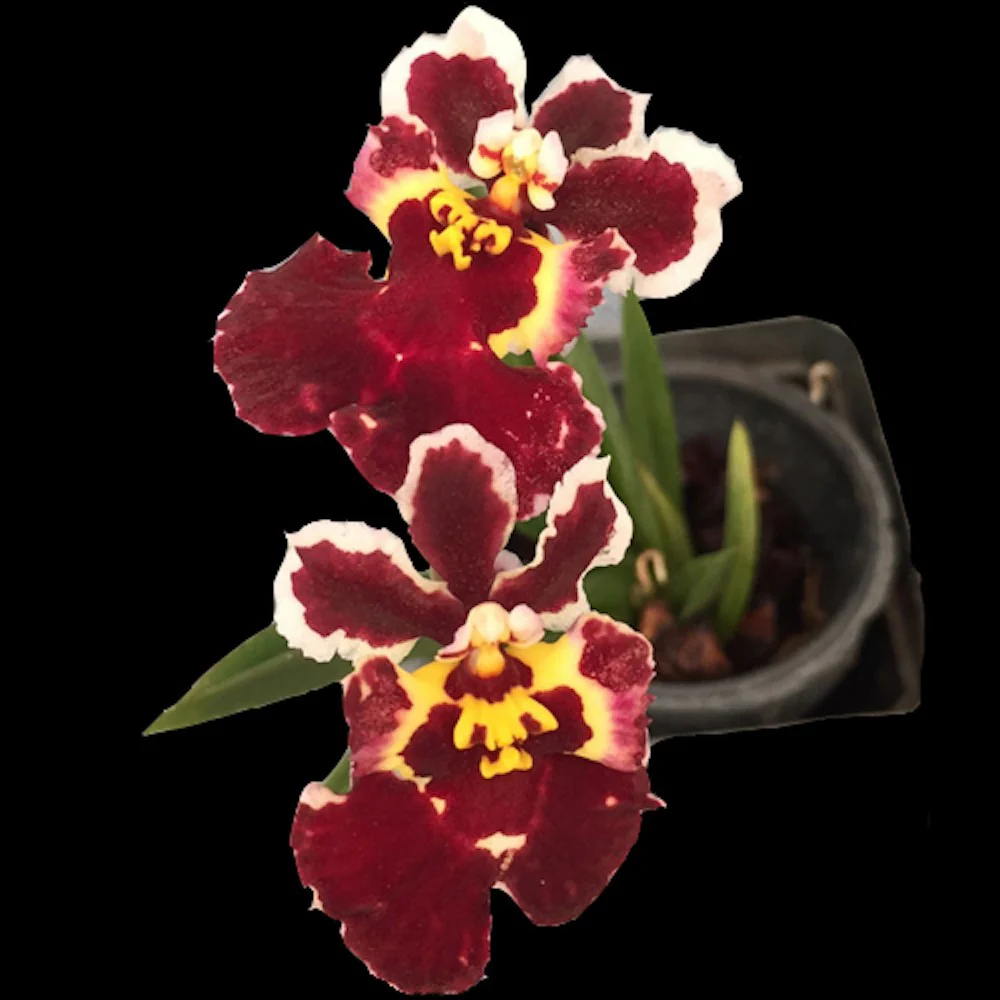 Orhidee Tolumnia Jairak Flyer 'Magic’