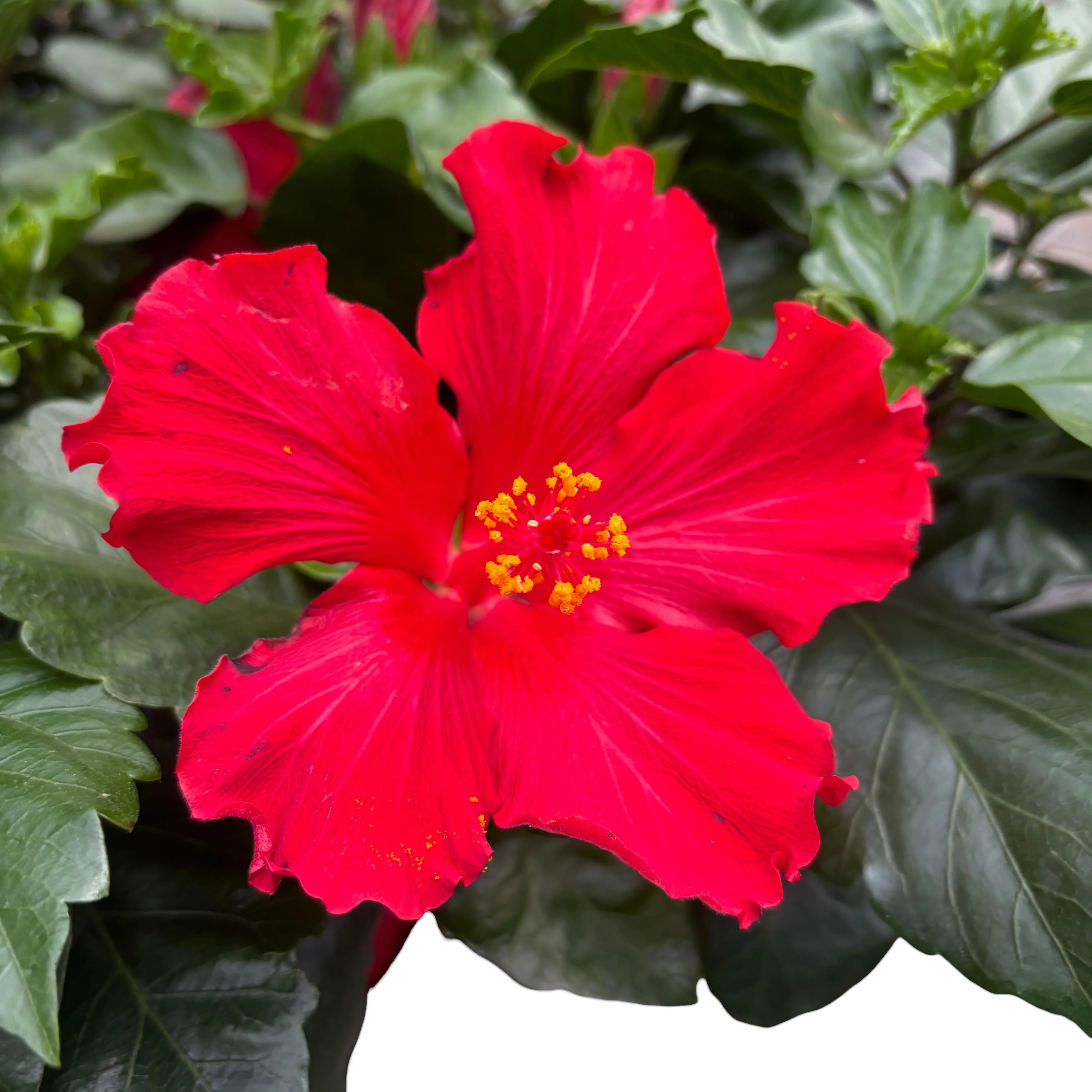 Hibiscus ‘Eos’ – flori mari rosii, efect tropical puternic