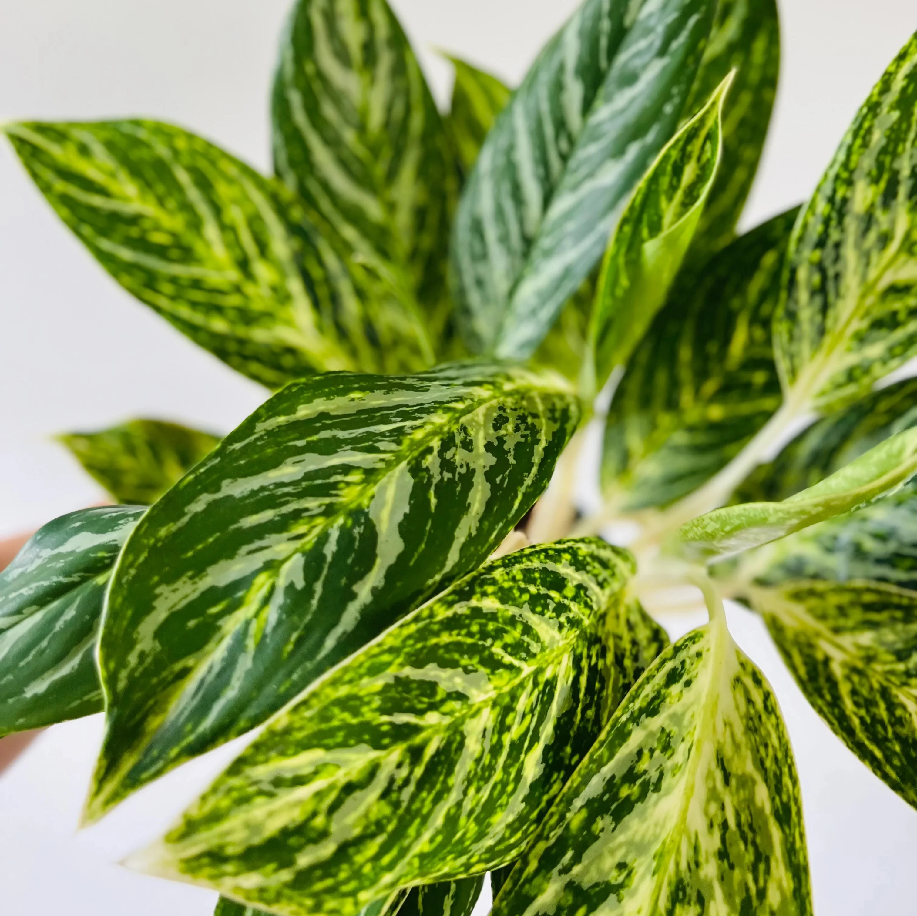 Aglaonema 'Golden Madonna’