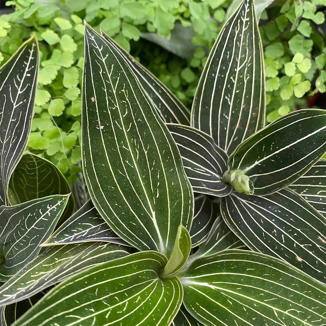 Ludisia discolor var. alba