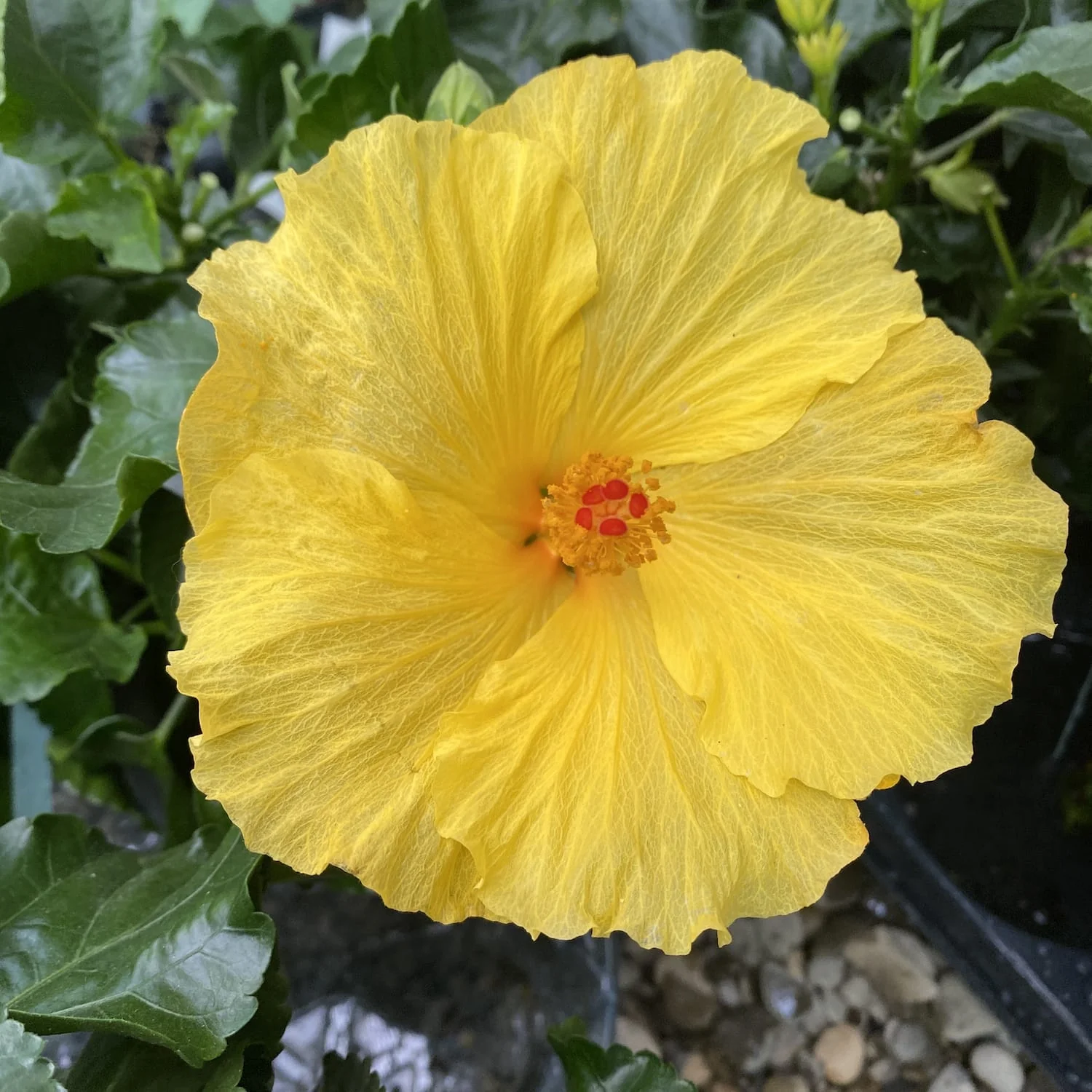Hibiscus galben -2 plante/ghiveci