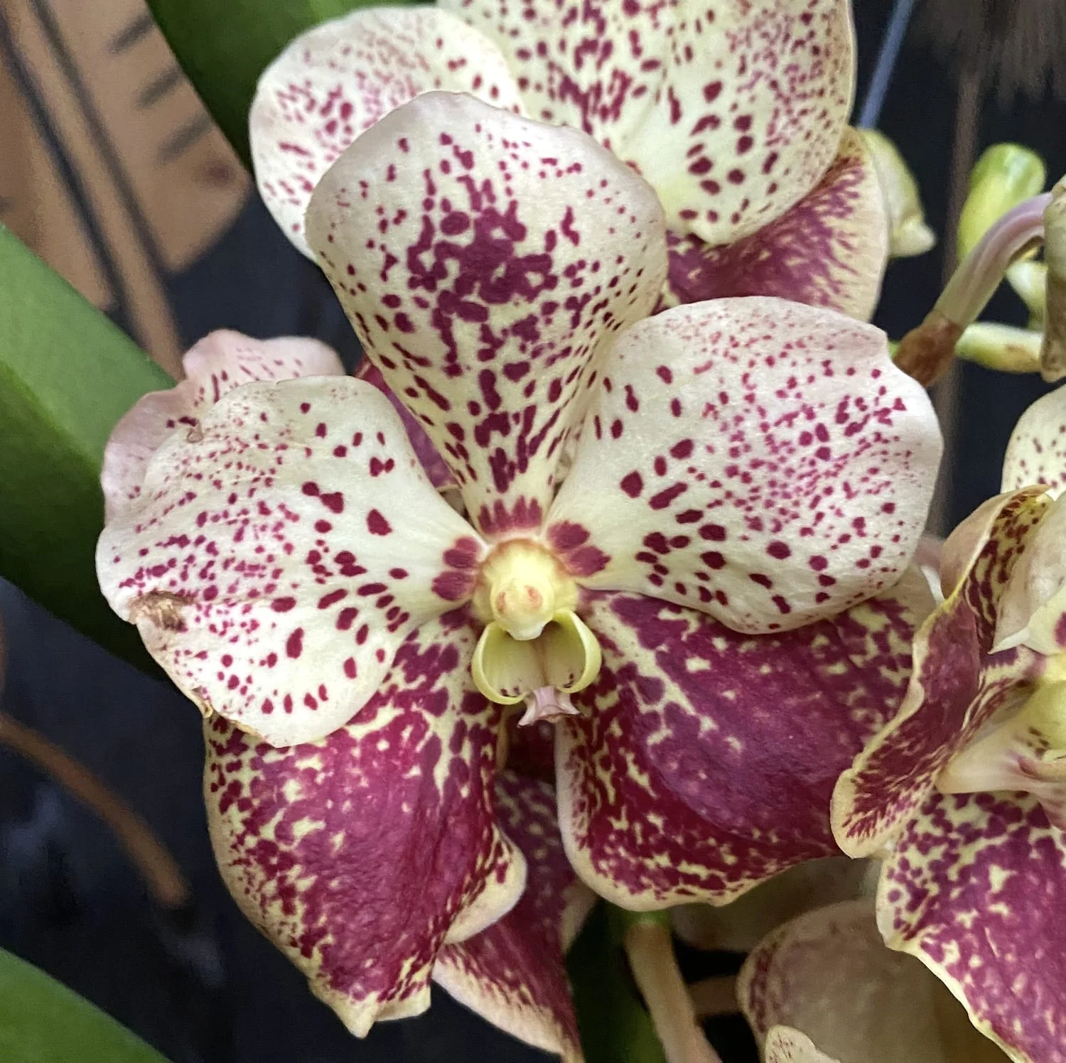 Vanda DIVANA Amber Mahogany (Ansu) – exemplarul din poza