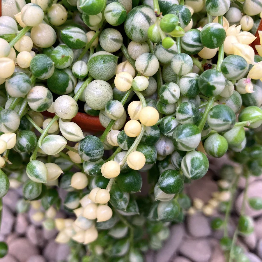 Senecio rowleyanus 'Variegata’