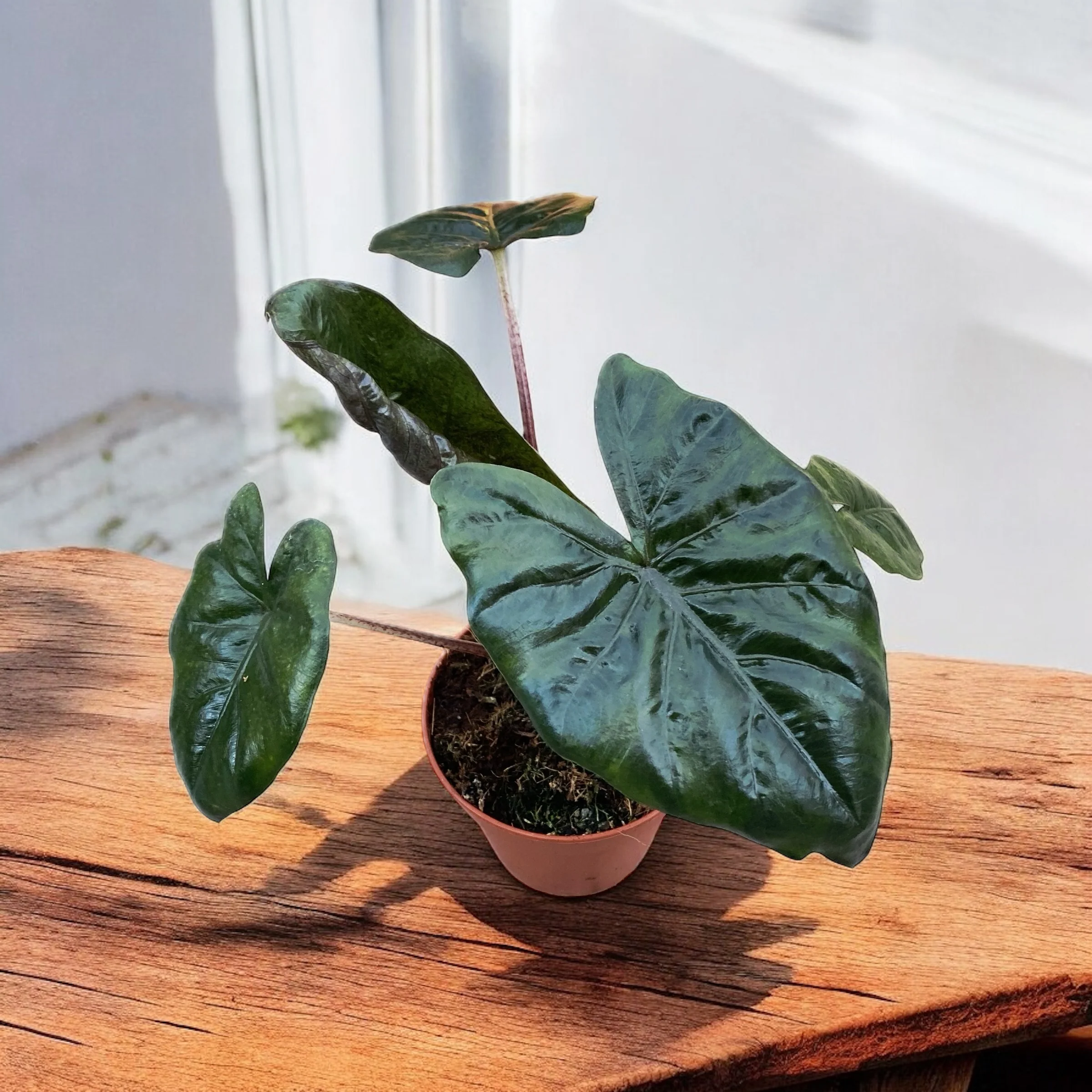 Alocasia sarawakensis 'Yucatan Princess’