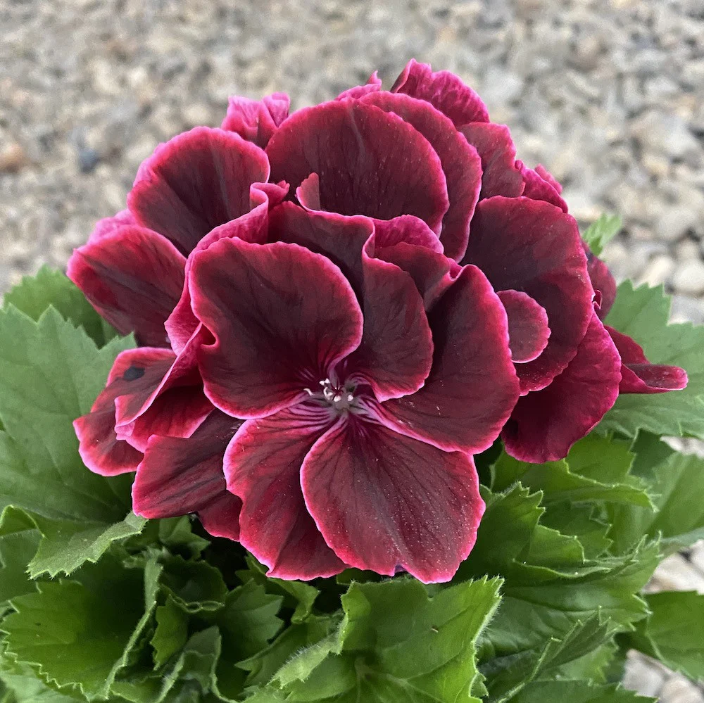 Pelargonium Grandiflorum Don Leo – muscate englezesti