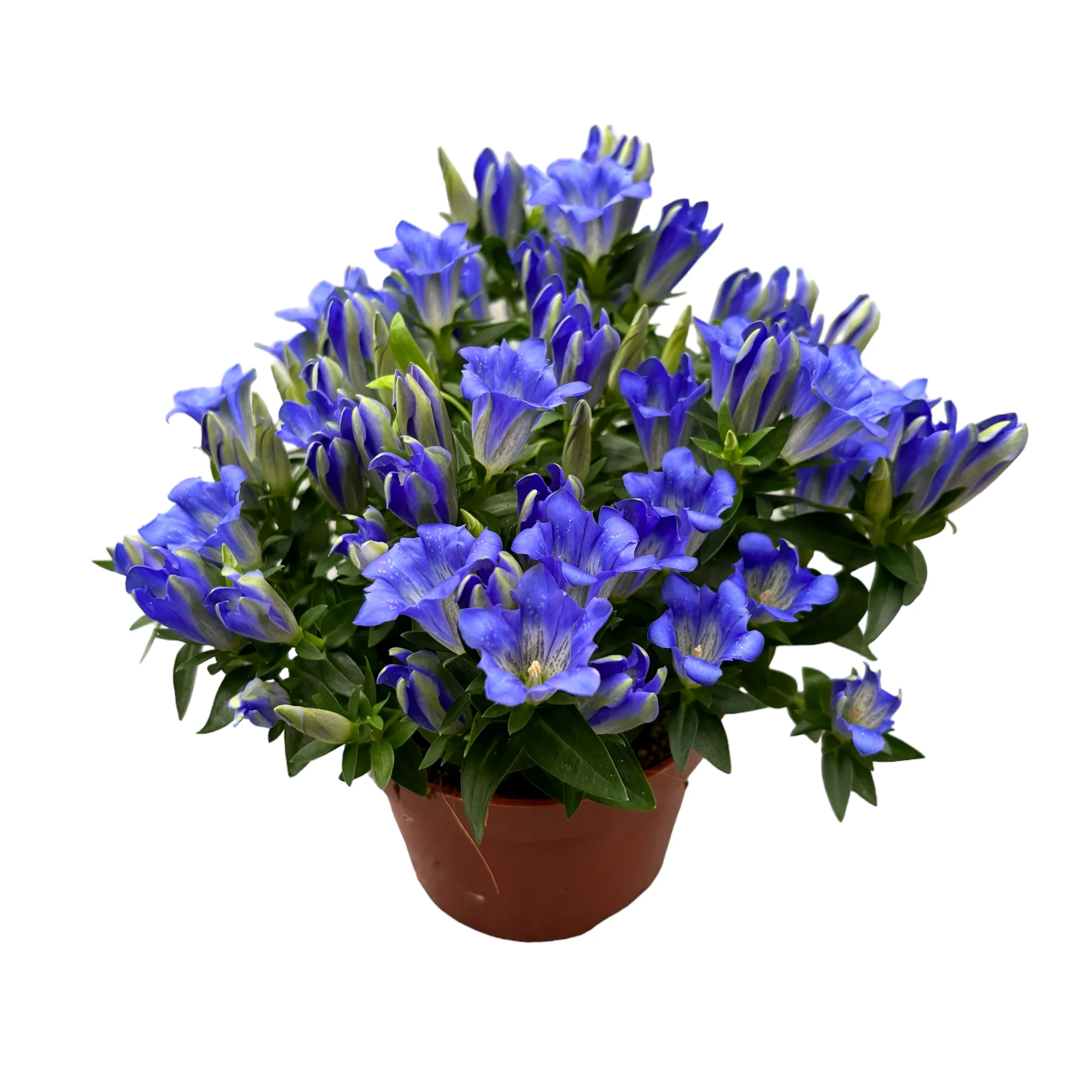 Gentiana scabra 'Luis Easy Blue’