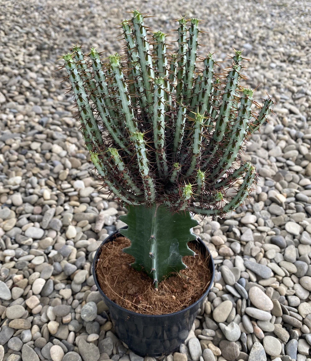 Castle Frankenstein Grafted Pencil Cactus – Euphorbia Aeruginose